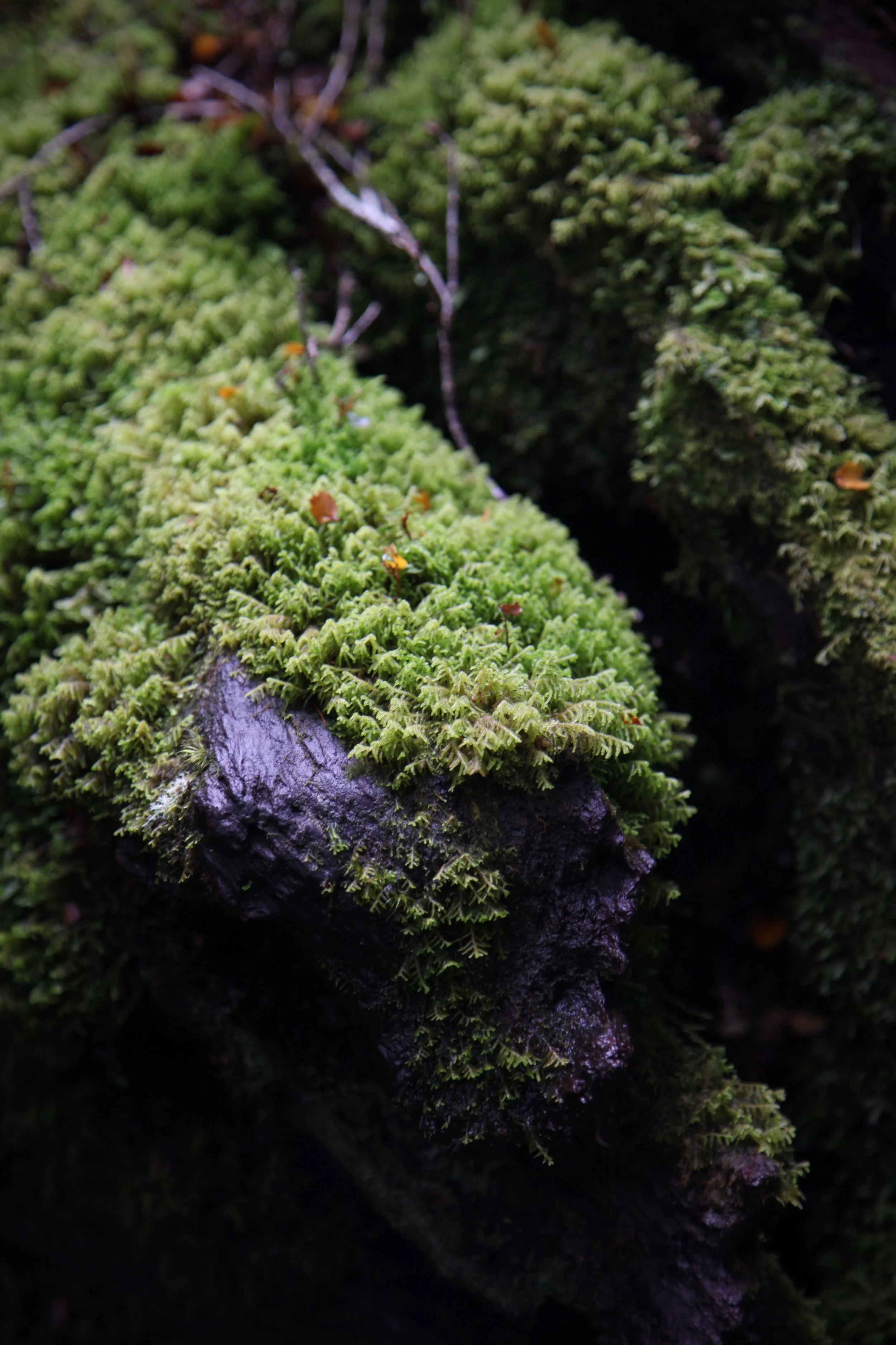 moss-log-key-summit.jpg
