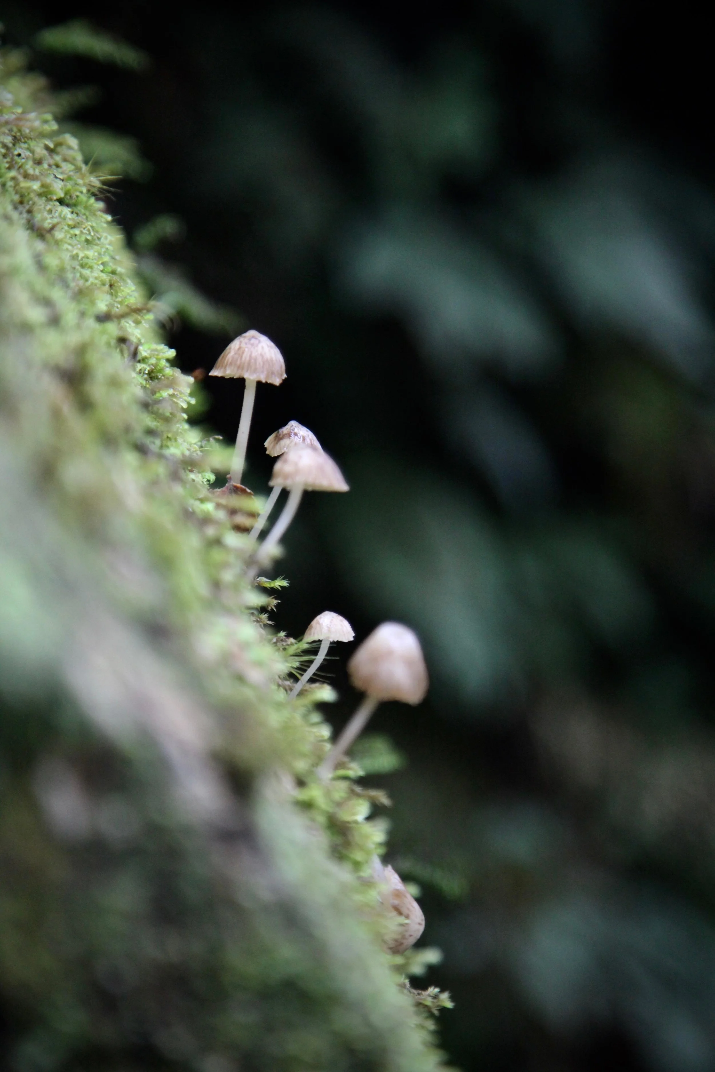 tiny-fungi-key-summit-fiordland.jpg