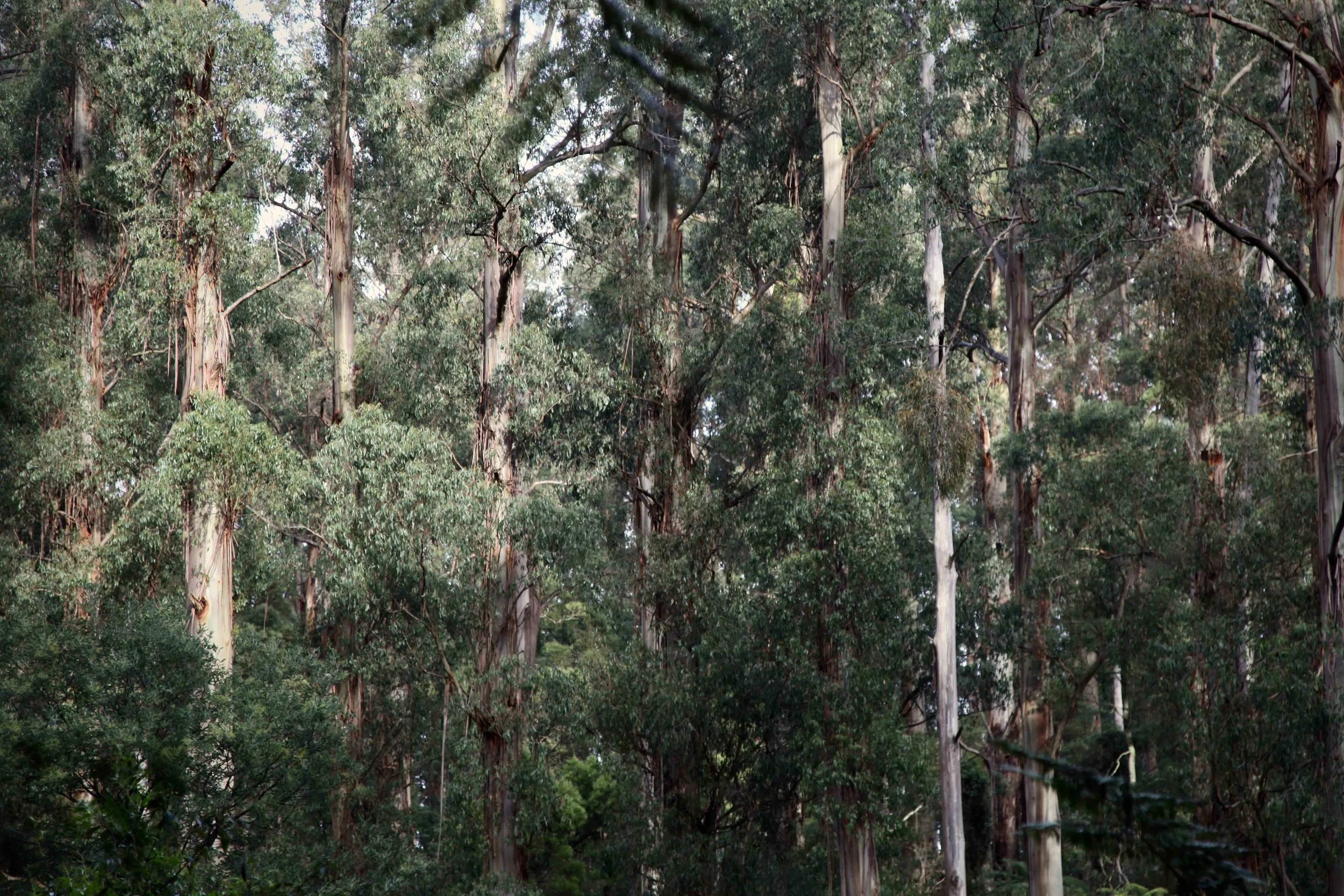 dandenong-ranges-ferns-eucalypt.jpg