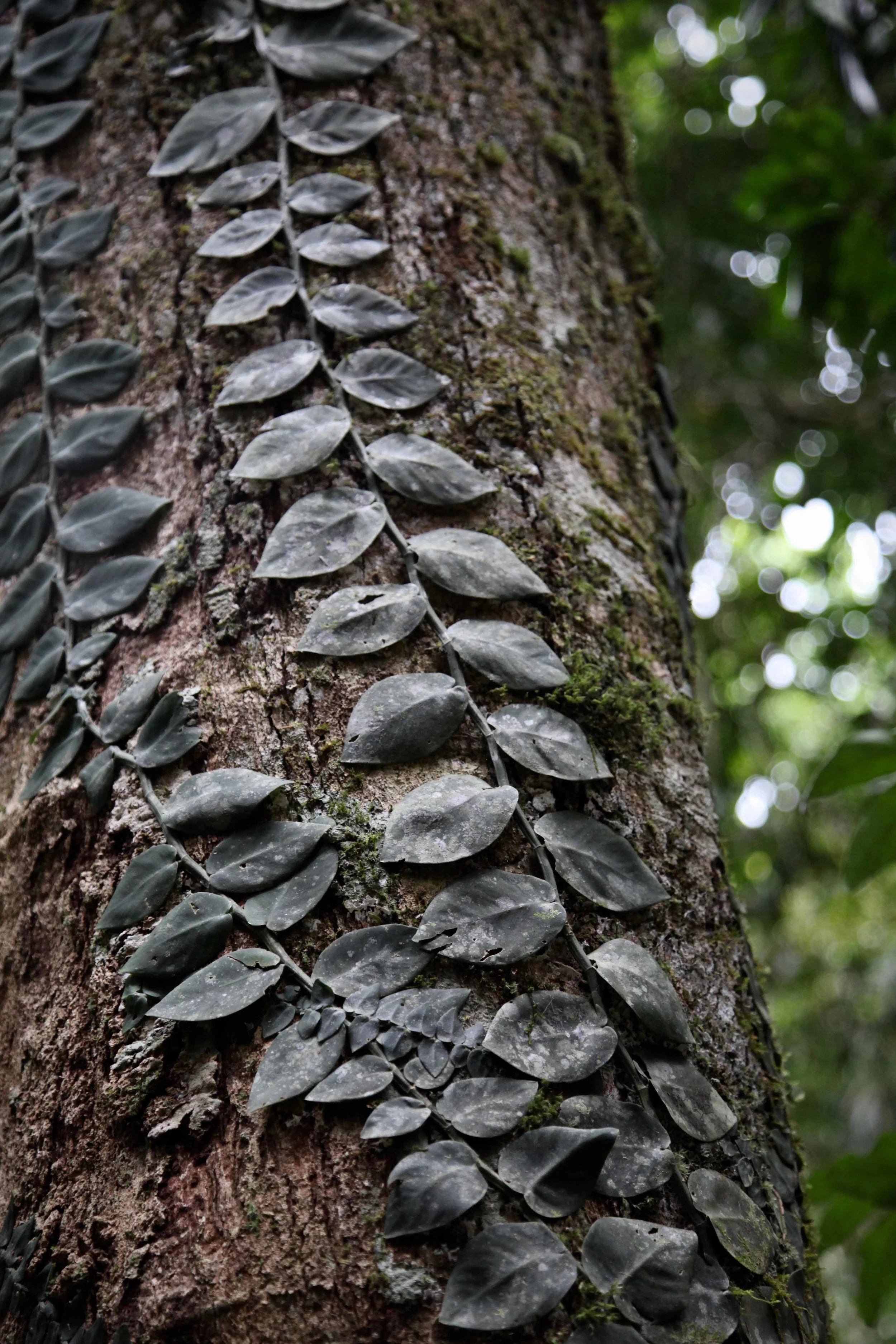 The Daintree Rainforest is home to all sorts of plant and animal species.