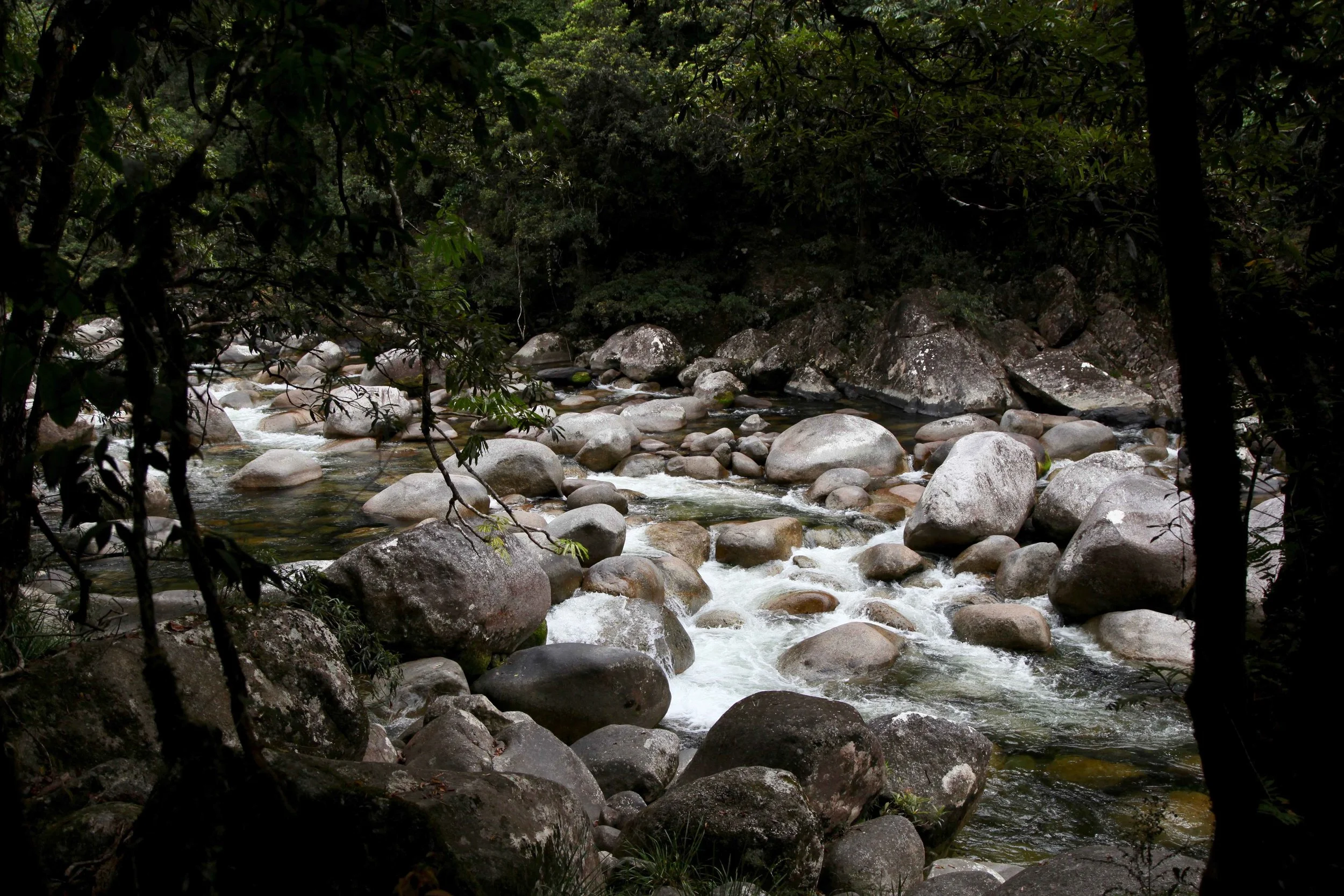 daintree-river-mossman-gorge.jpg