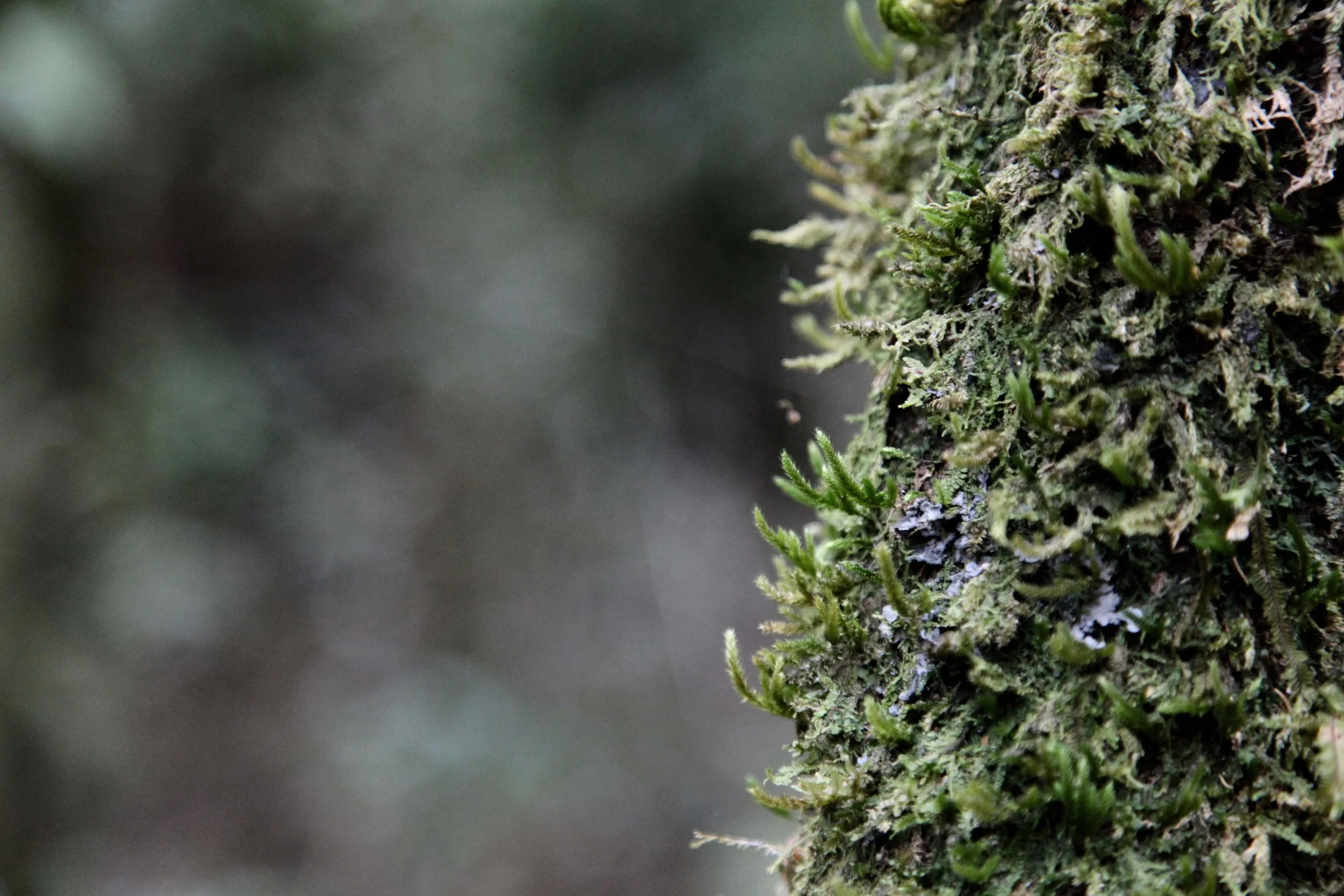 daintree-forest-tree.jpg