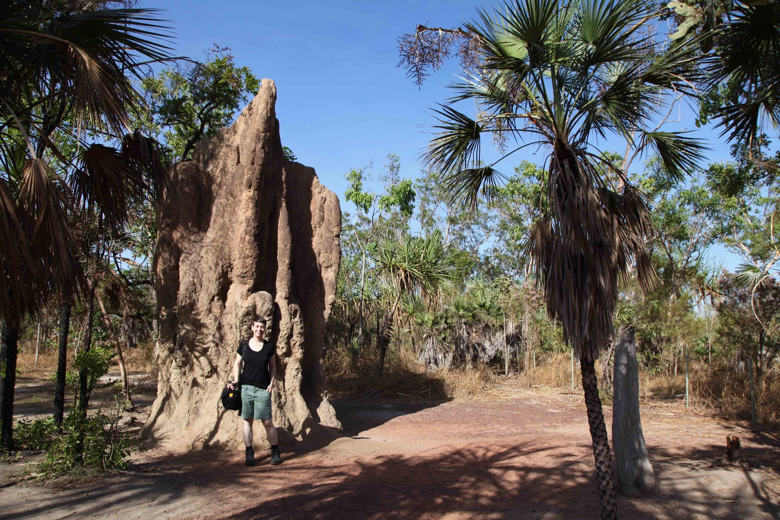 Look at the size of these termite mounds in Litchfield National Park!