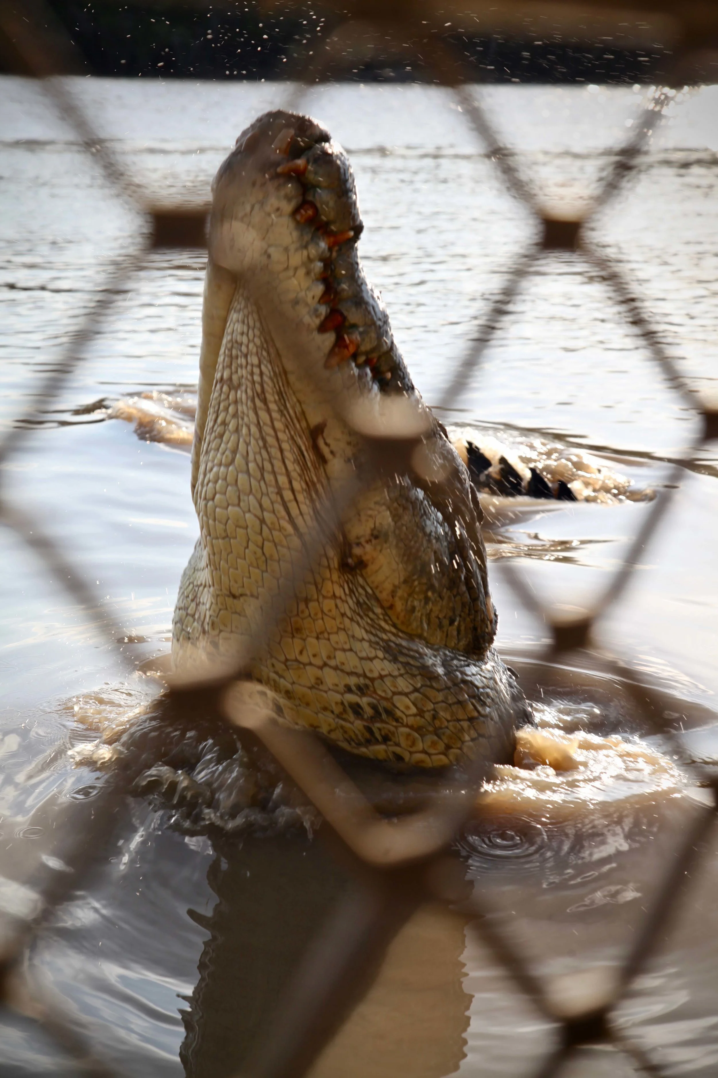 Crocodile on the Adelaide River in the Northern Territory.