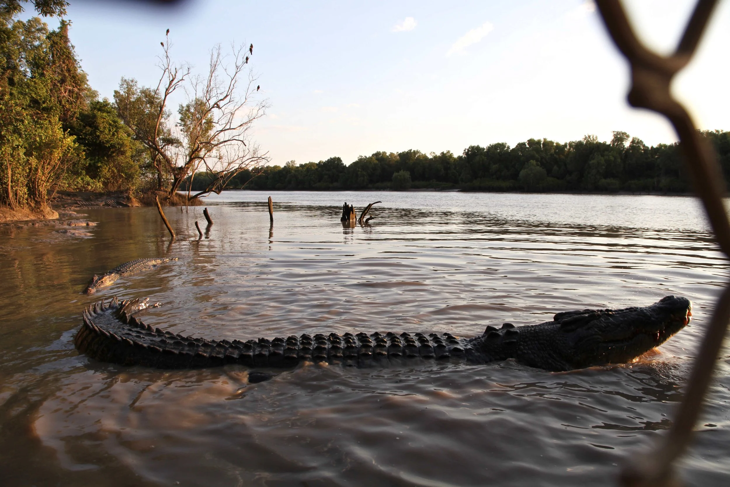 There he is — crocodiles in the Adelaide River.