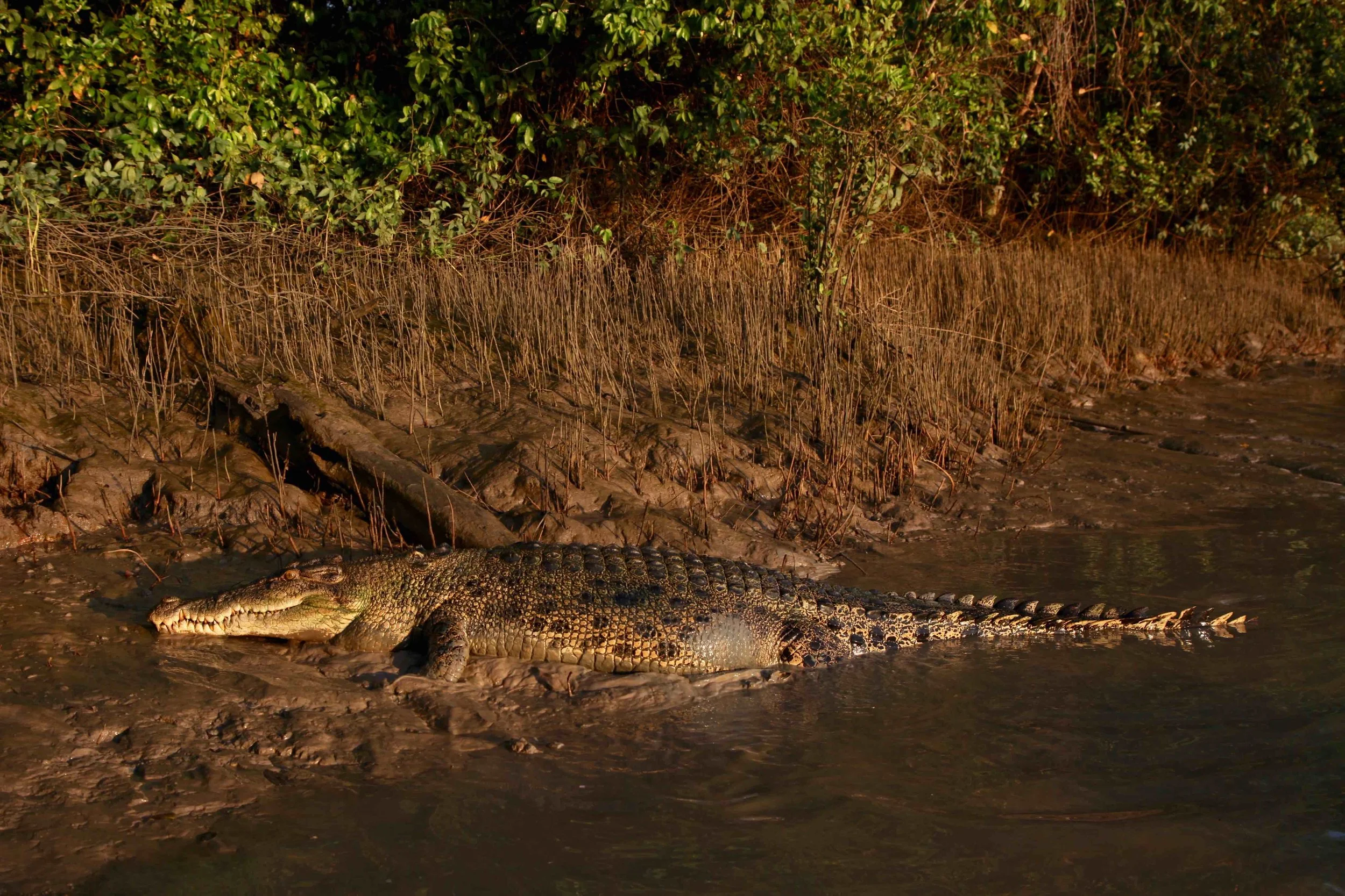 Golden hour light makes everything look magic, even the crocs.