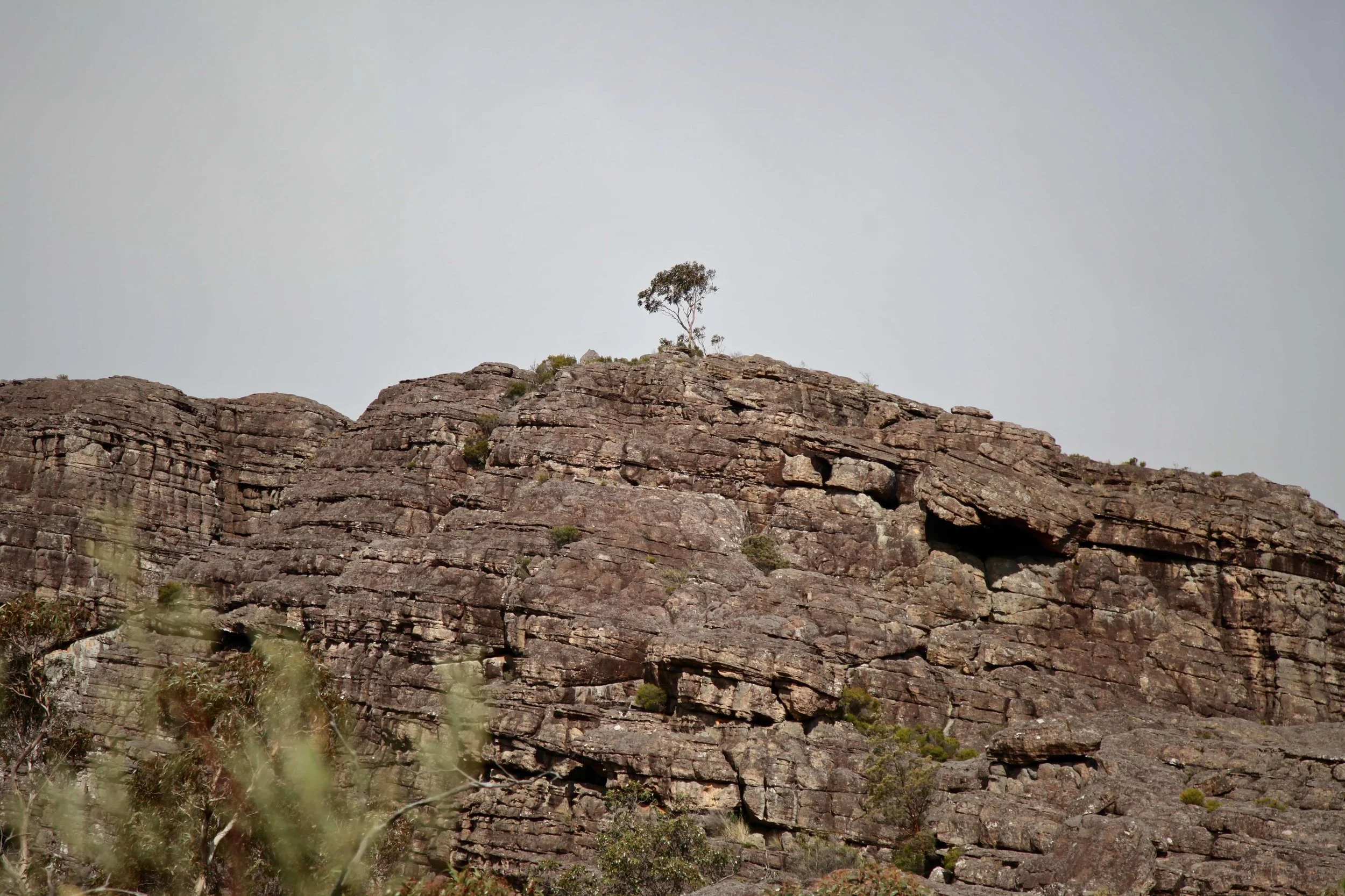 grampians-tree.jpg