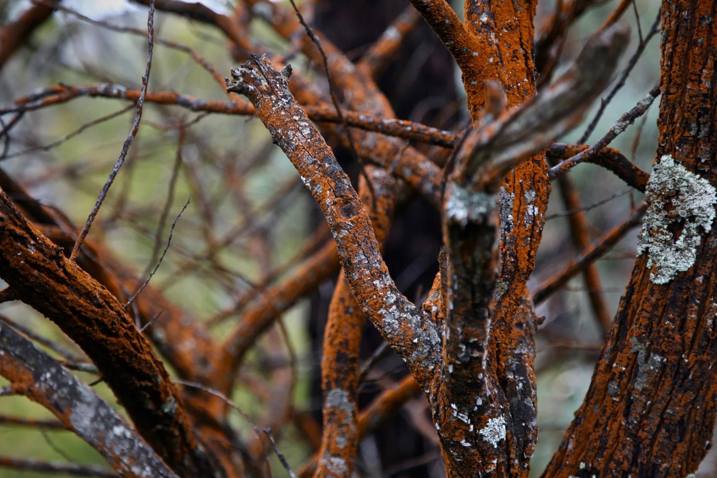 rust-tree-grampians.jpg