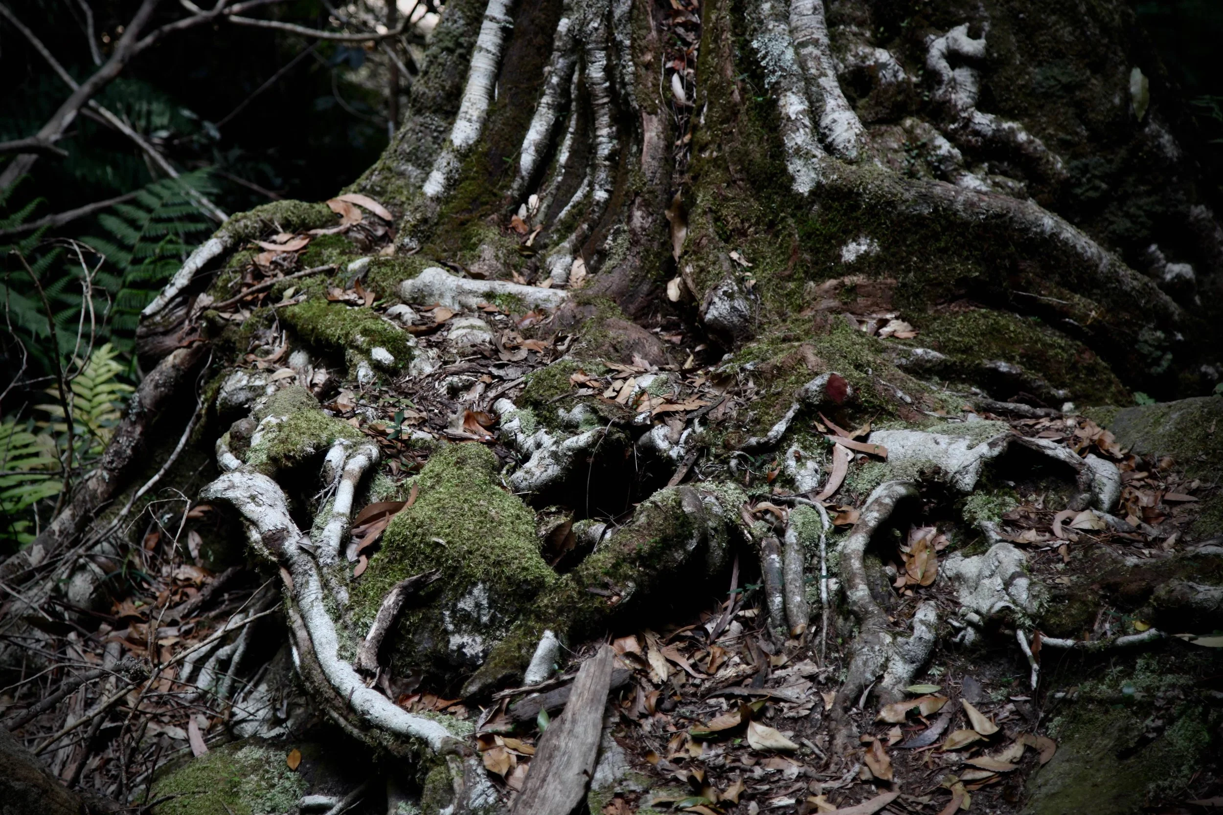 The Grand Canyon loop track is full of lush ferns and mossy trees.