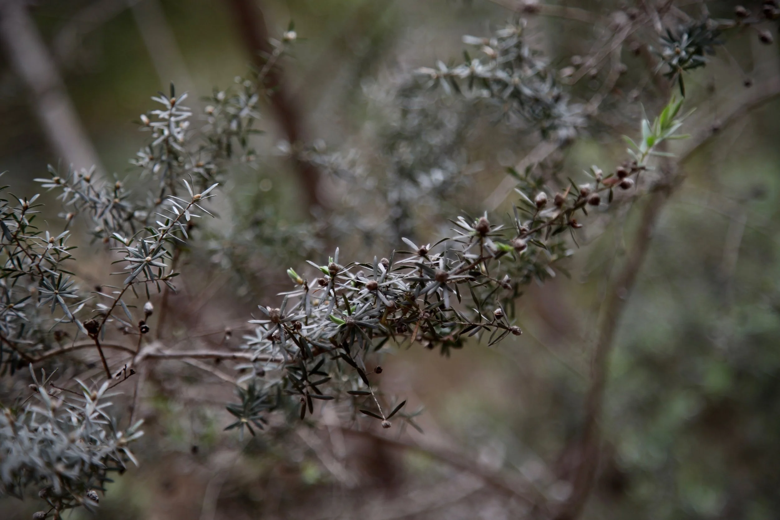 mt-lofty-plants.jpg