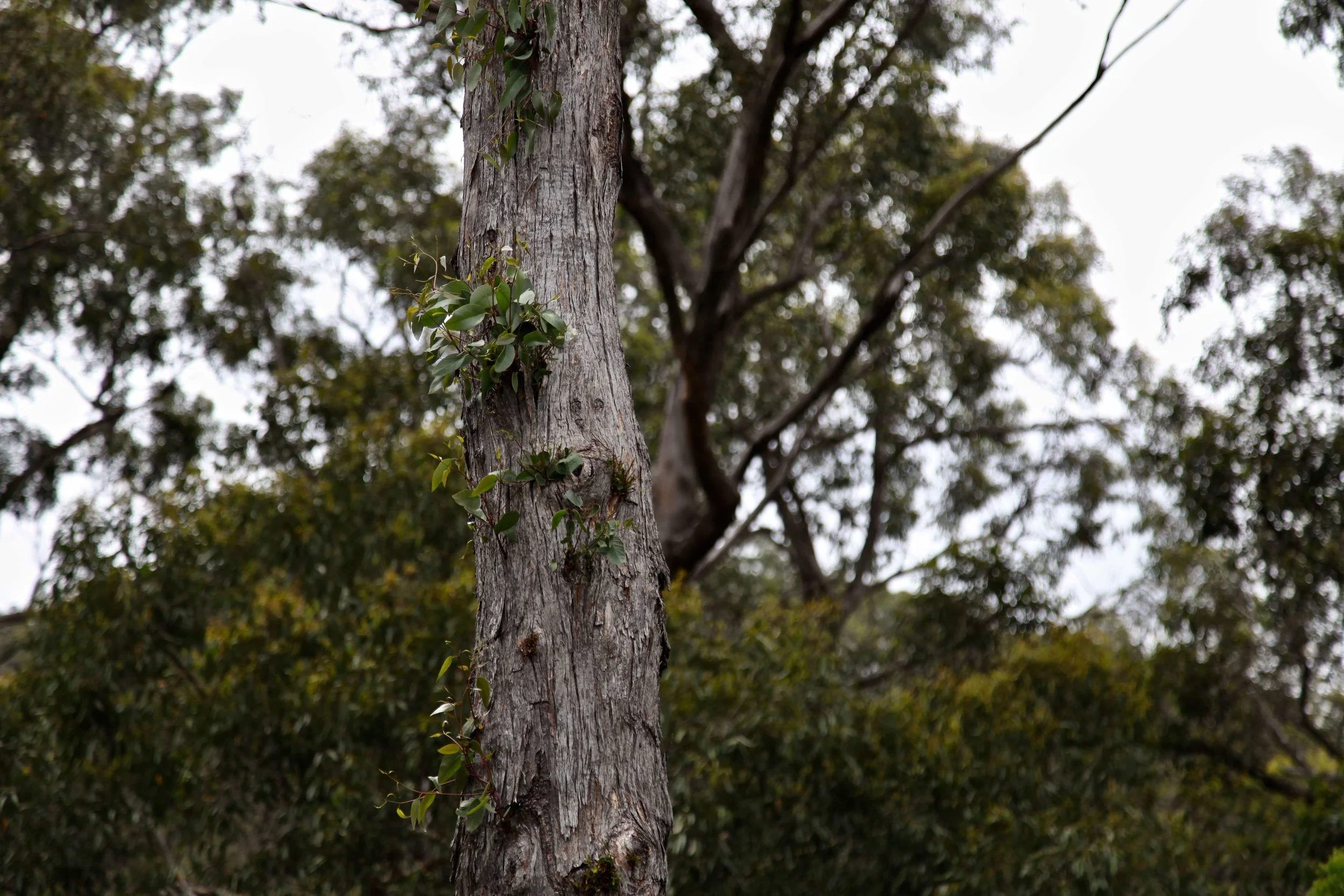 adelaide-hike-mt-lofty.jpg