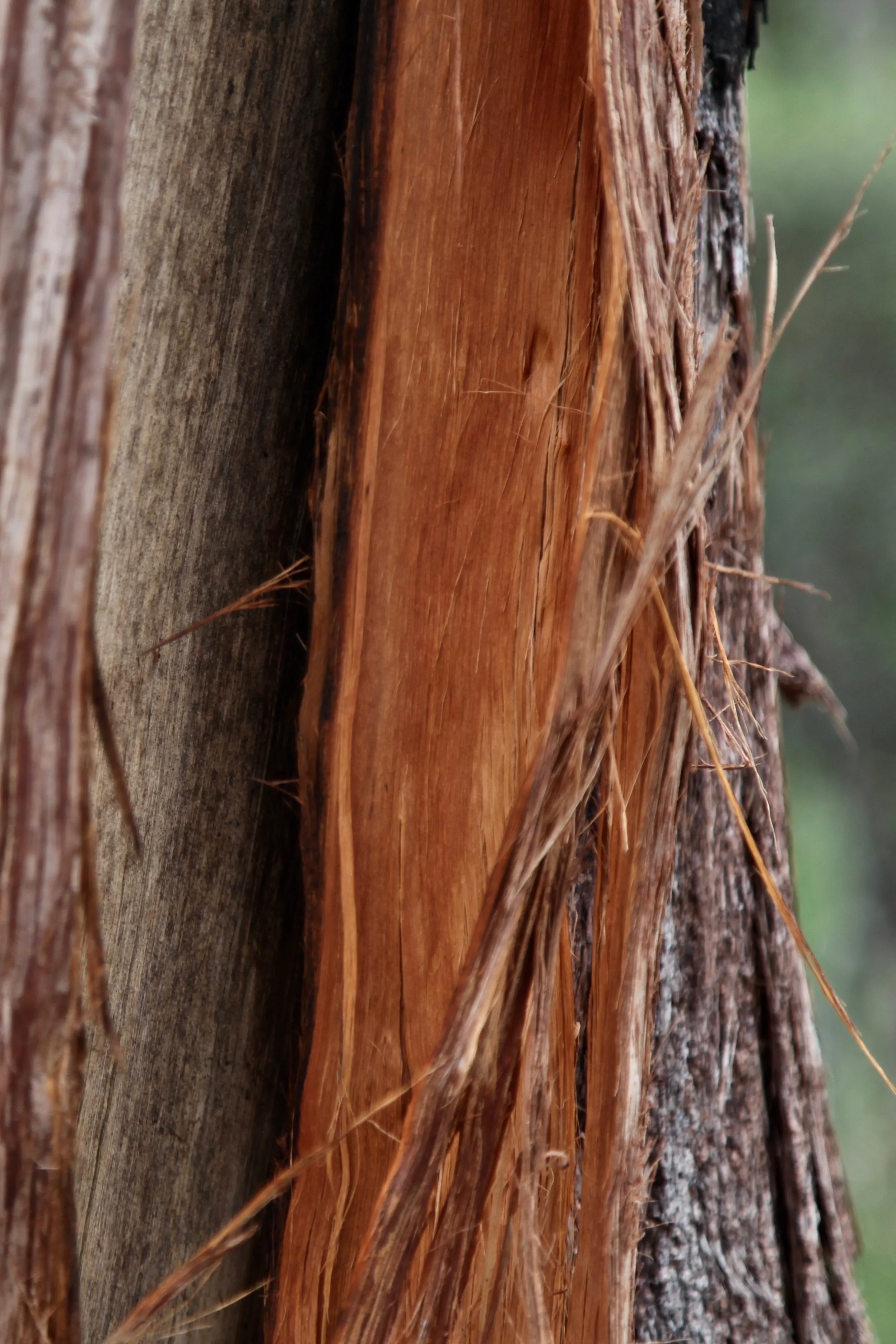 adelaide-mt-lofty-tree-bark.jpg