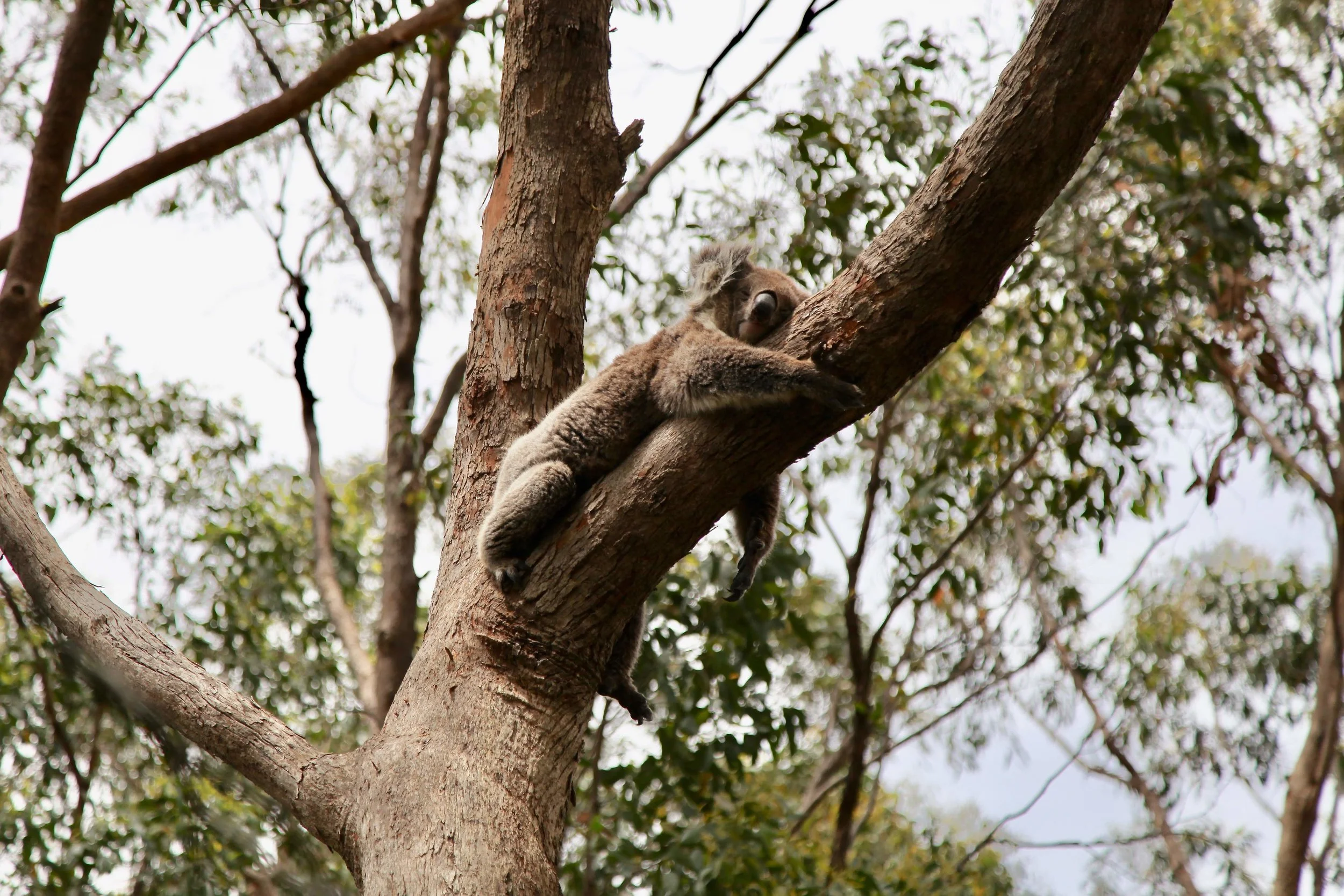 How you’ll feel after your hike up to Mount Lofty summit.