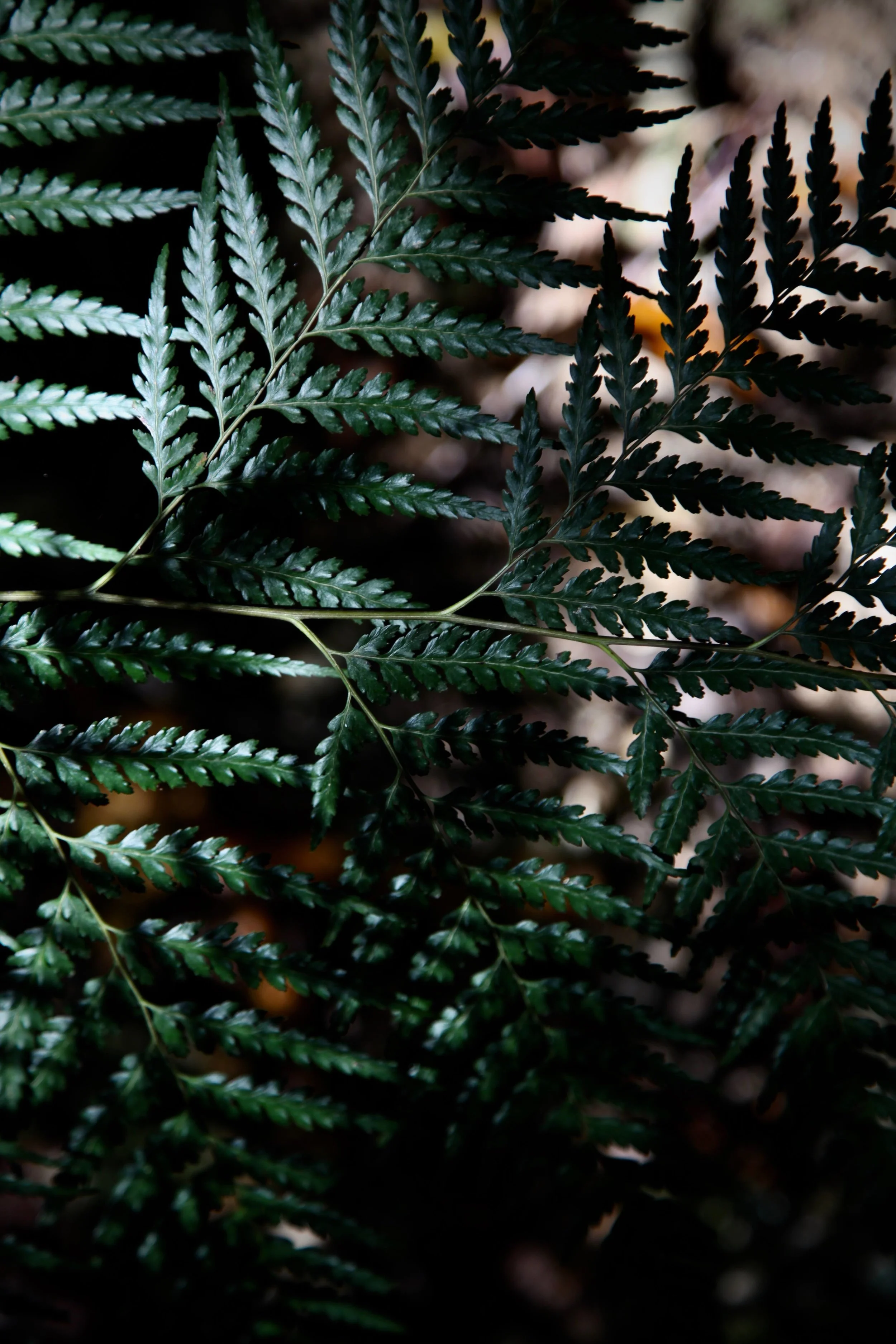 fern-noumea.jpg