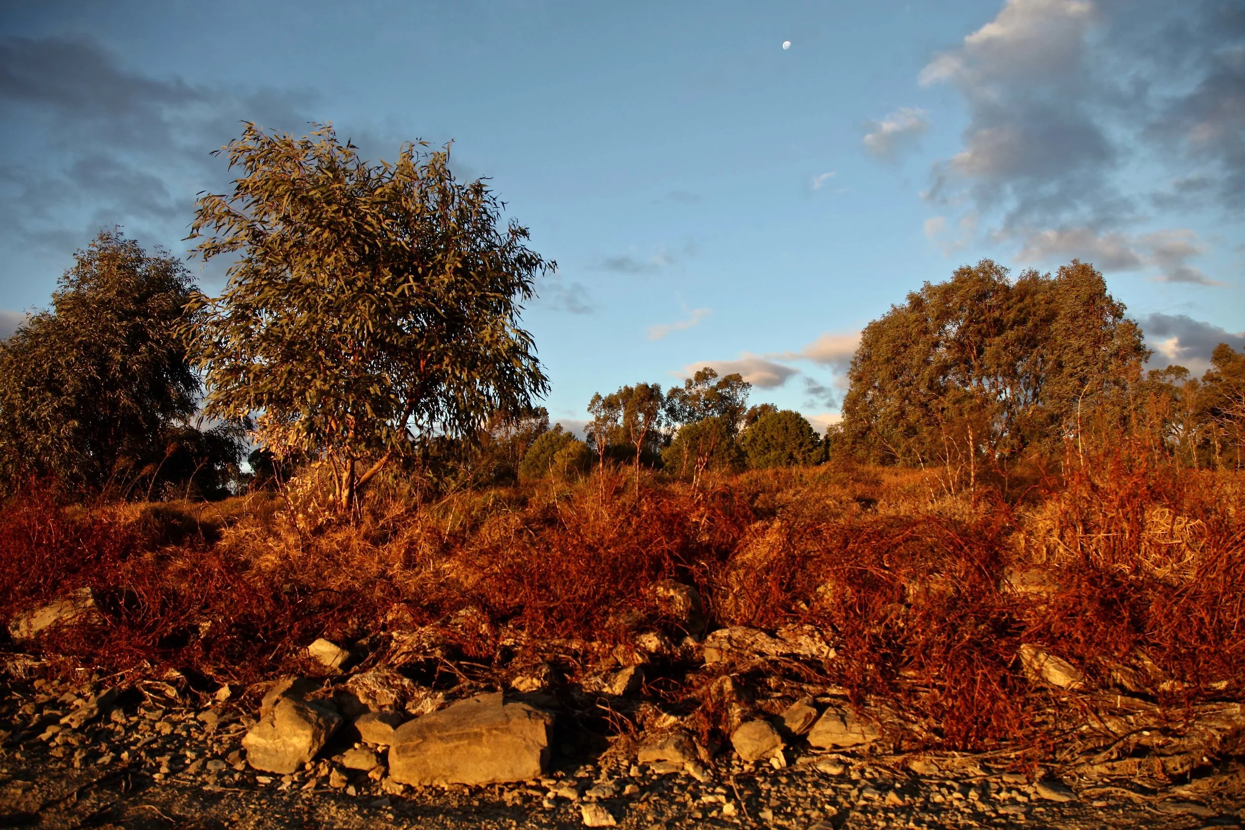 Golden hour magic light out at Gum Bend Lake in Condobolin.