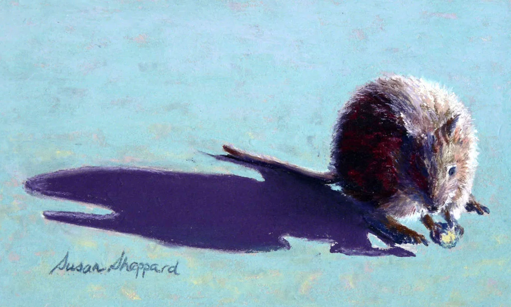 The Shadow Study