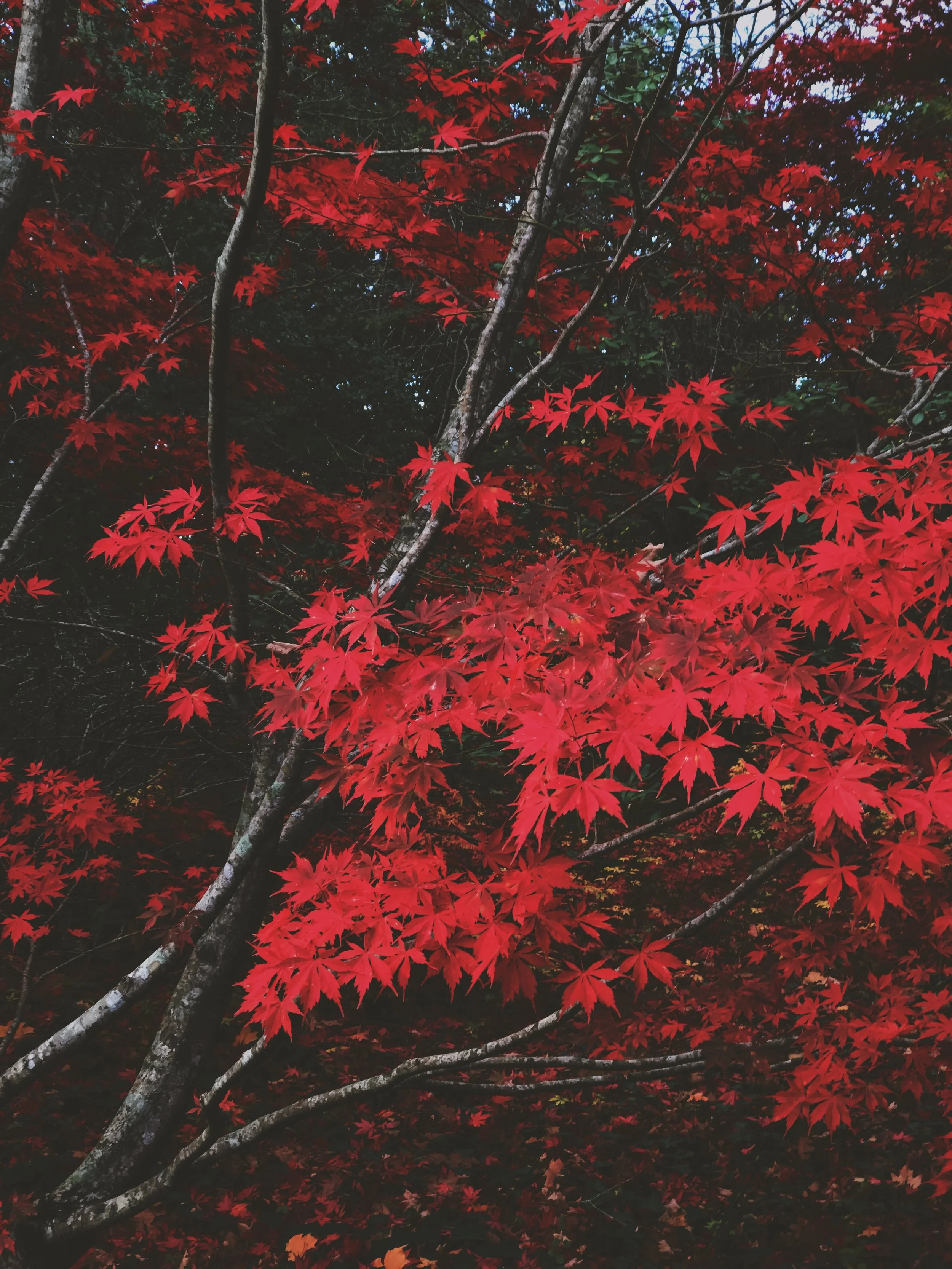 973FDE90-4650-470A-A788-C7DE0F026036.JPG
