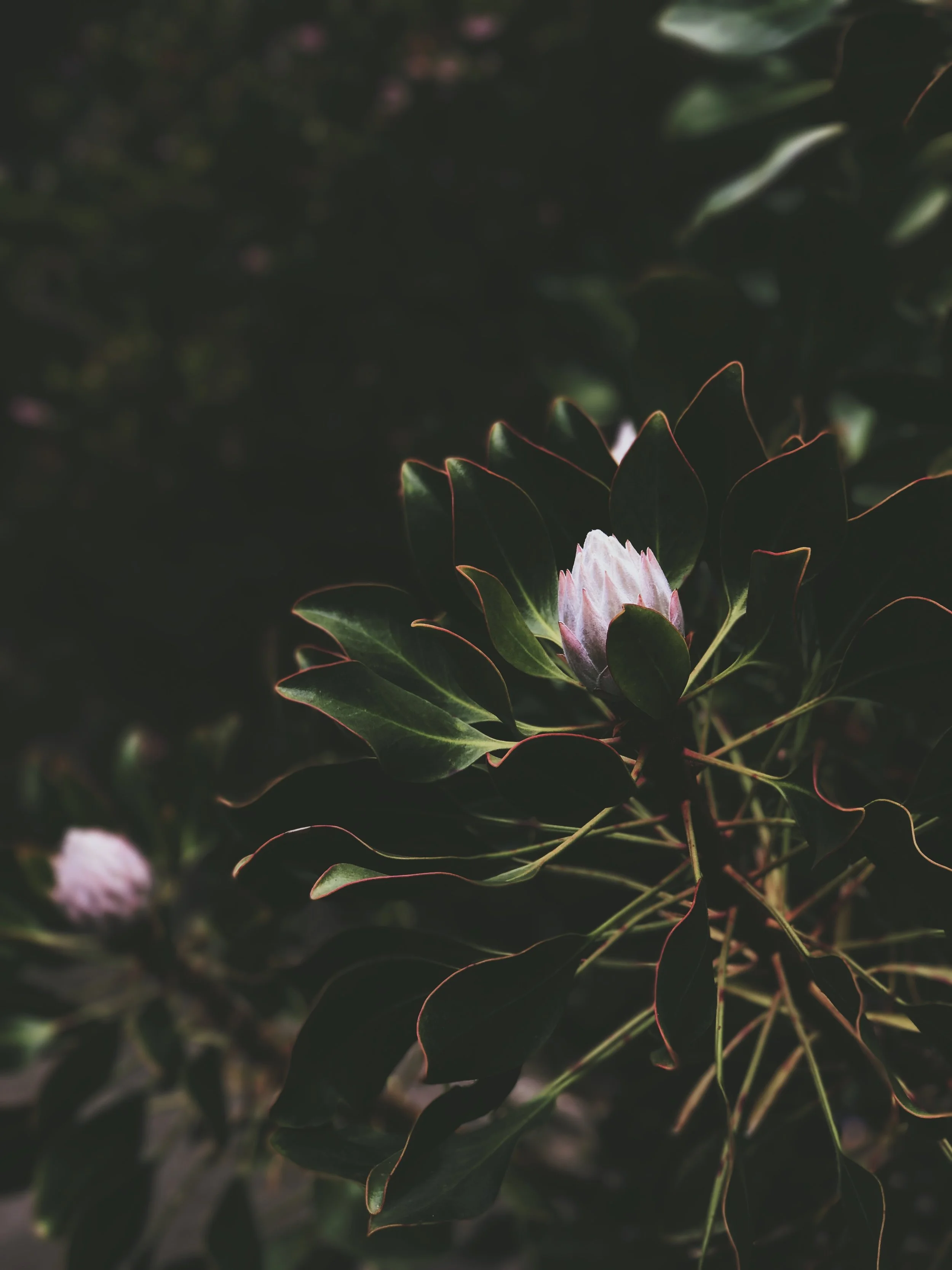 391CA89E-A24E-4BF9-A7D6-33A6A6176E0D.JPG