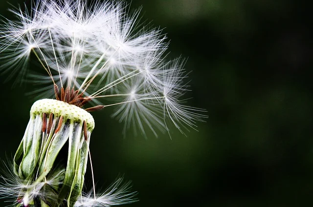 Spring has sprung and look at what seeds are flying around!