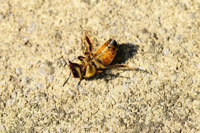 Being a Live Worker Bee! - From the field and around the world