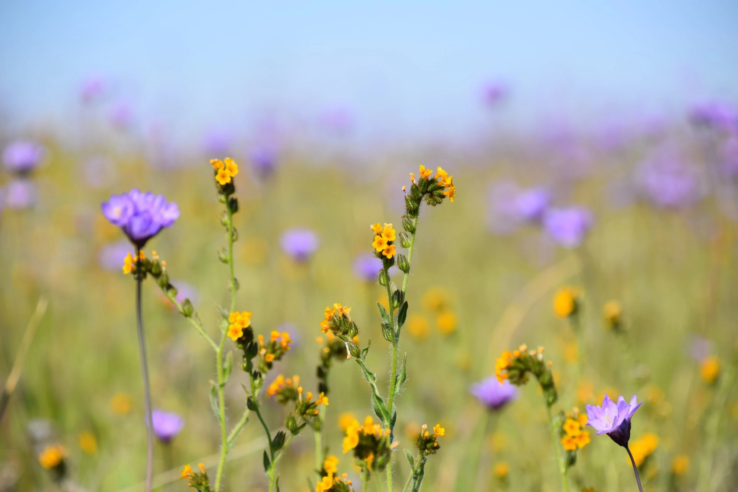 Spring is in the air.... - Lot's of things happening.