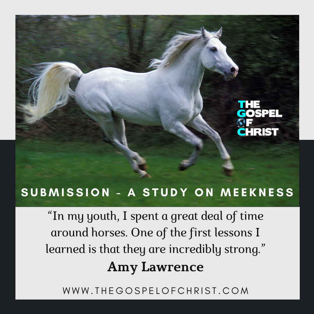 Submission - A study on meekness - Amy Lawrence