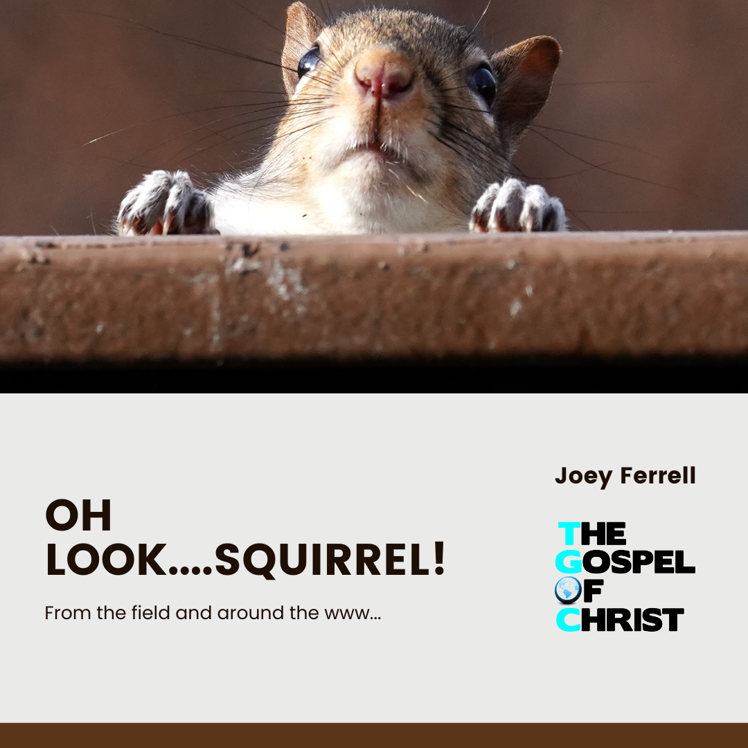 Fall is com....look, squirrel! - Joey Ferrell