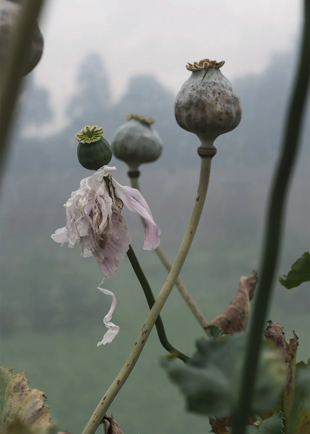 Opium poppy. Wither. Botanical photography. Gabriela Silveira @gabiesilveira