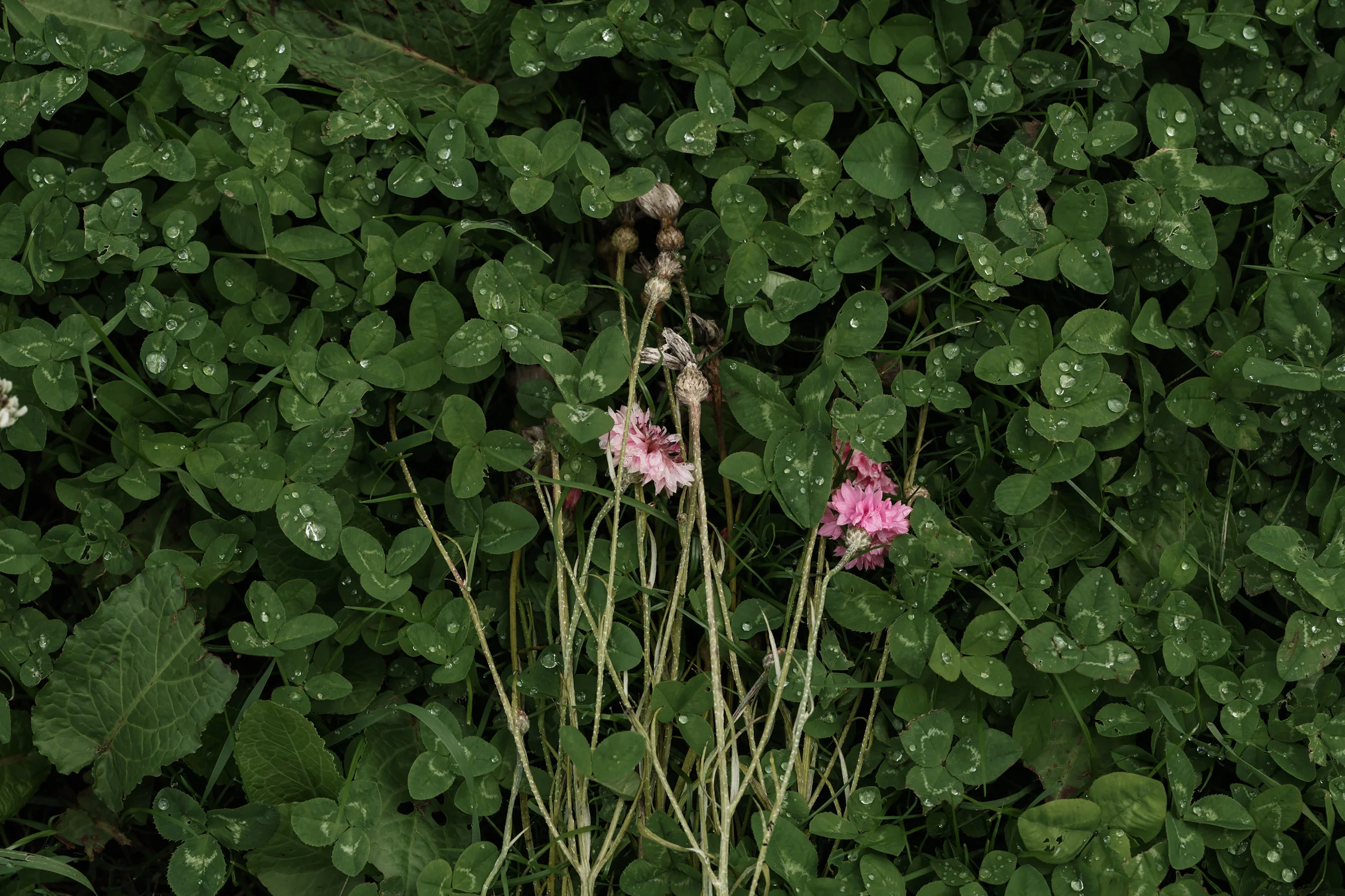 Pink cornflowers. Wither. Botanical photography. Gabriela Silveira @gabiesilveira