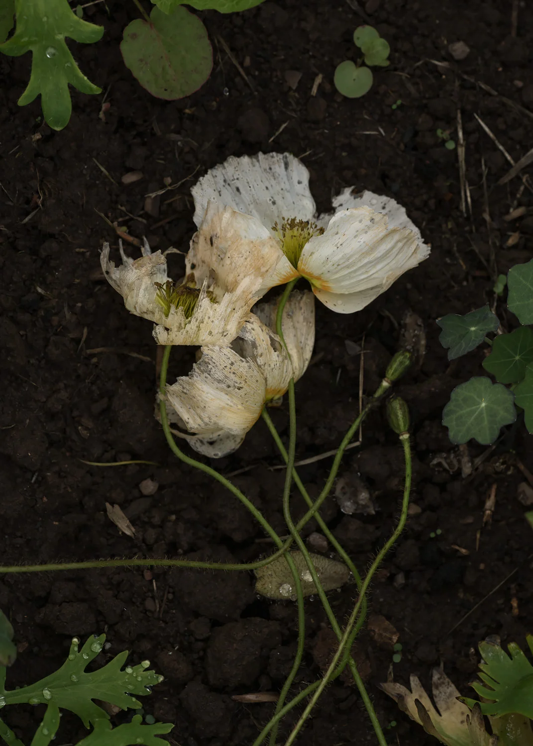 Poppies. Wither. Botanical photography. Gabriela Silveira @gabiesilveira