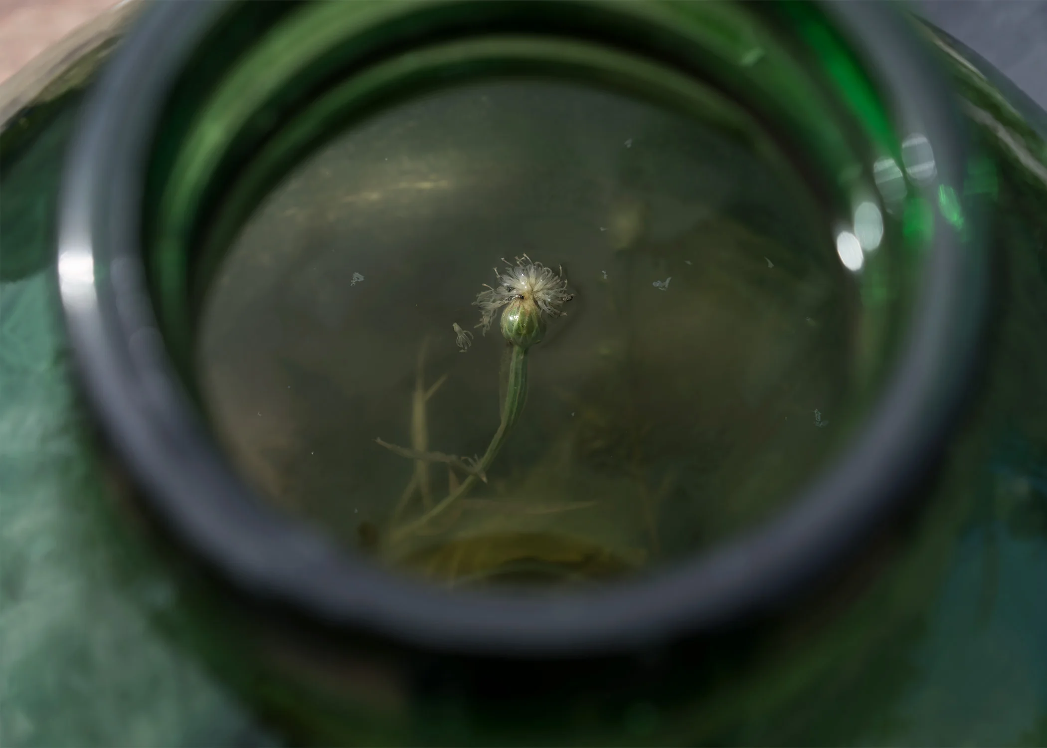 Cornflower. Wither. Botanical photography. Gabriela Silveira @gabiesilveira