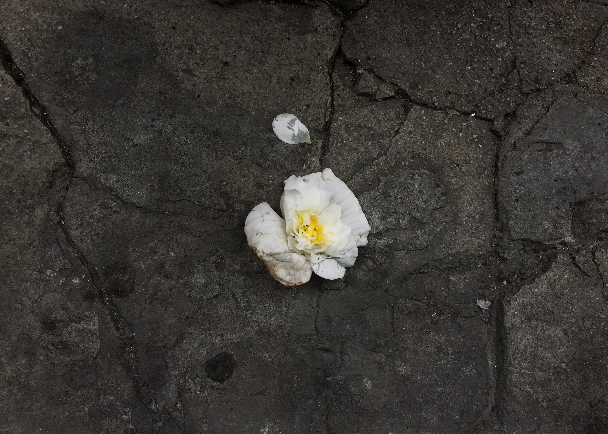 gabriela-silveira-photography-botanical-wither10.jpg