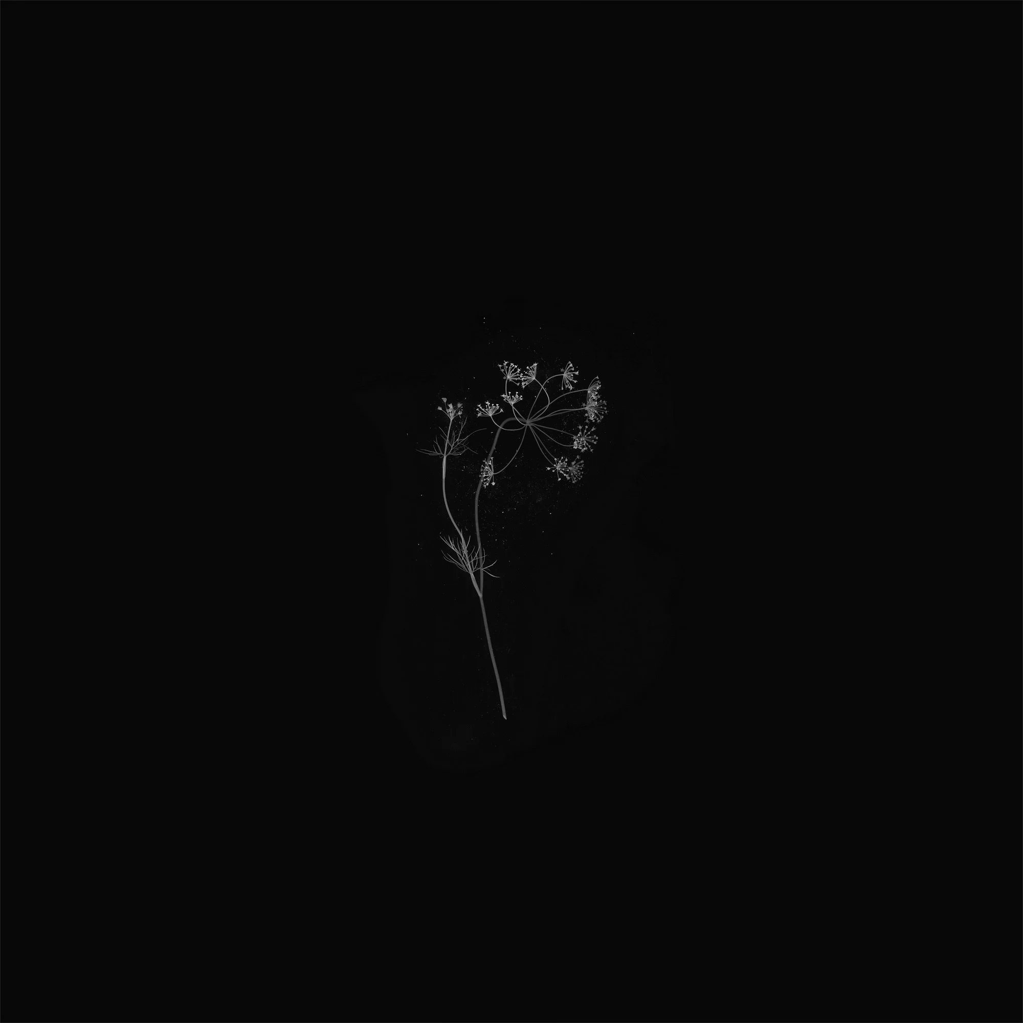 dahlia-2.jpg