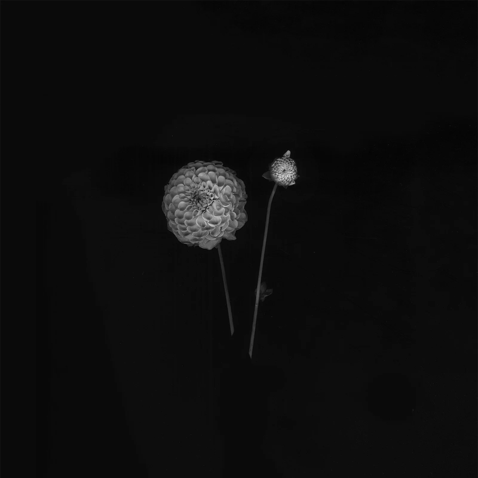 dahlia-copy.jpg