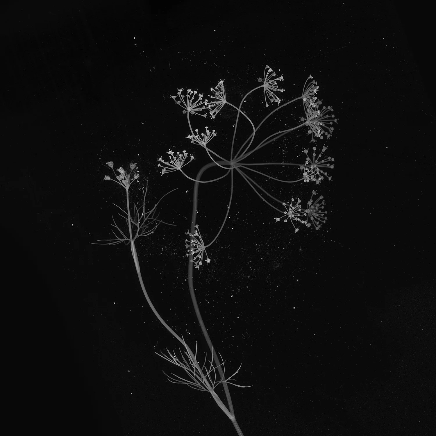 dahlia-22.jpg