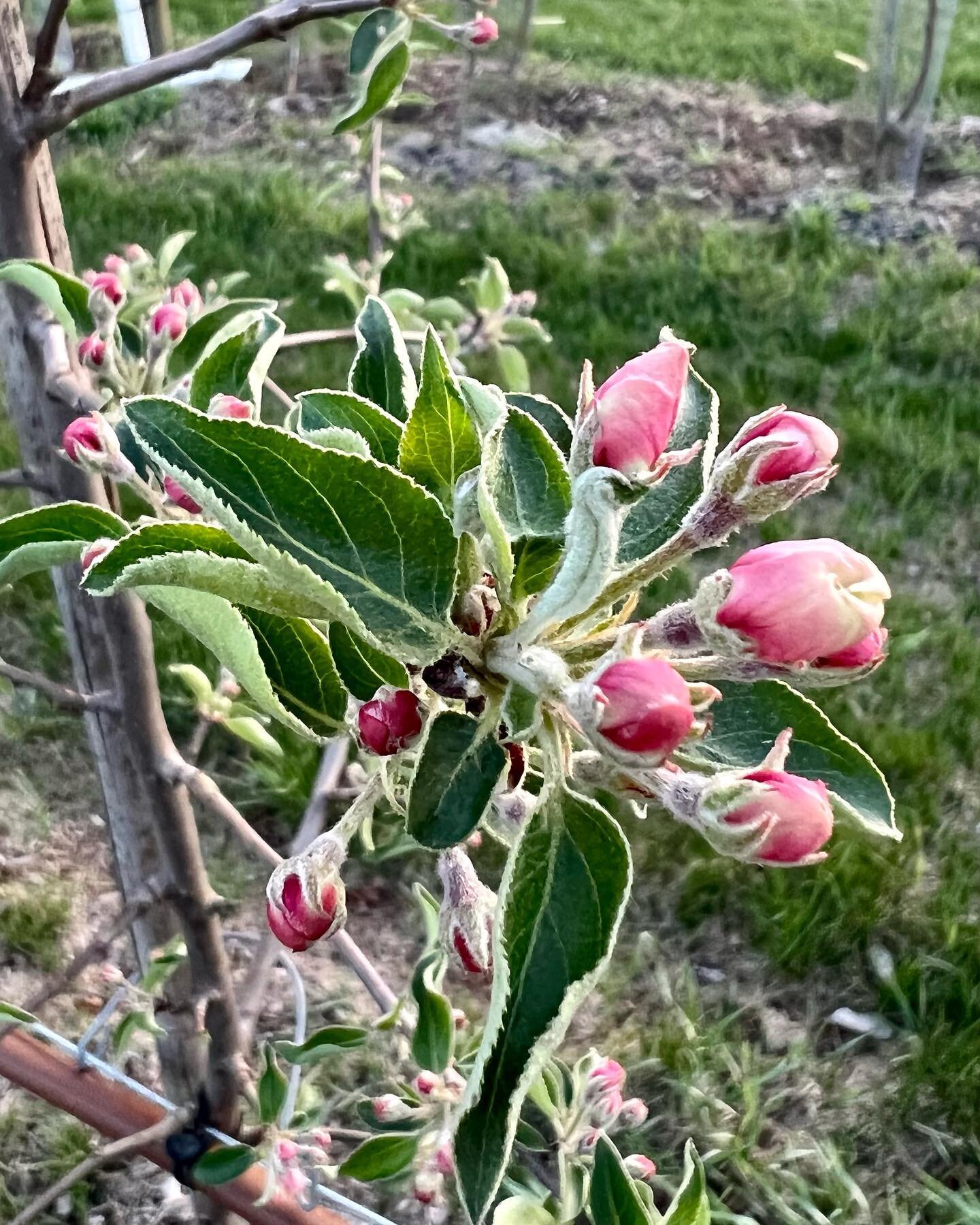 Hewe&rsquo;s Crab in the home orchard at Slate Hill this evening
.
.
#petnat #naturalwine #drycider #cider #finecider #craftcider #icecider #macider #harvestcider #raggedhillcider #drinklocal #centralmagrown #pickcider #estategrown #hardcider #artisa