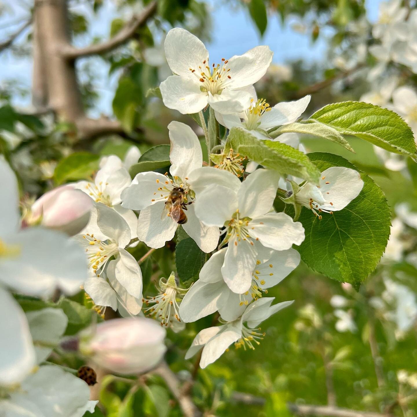 After a week of cold and rain, we and the bees are thankful for some warmer (but not too warm) sunny weather.  This one seems quite content on Hewes Crab at our home orchard.  This week looks like we&rsquo;ll luck out with an ideal combo of full bloo