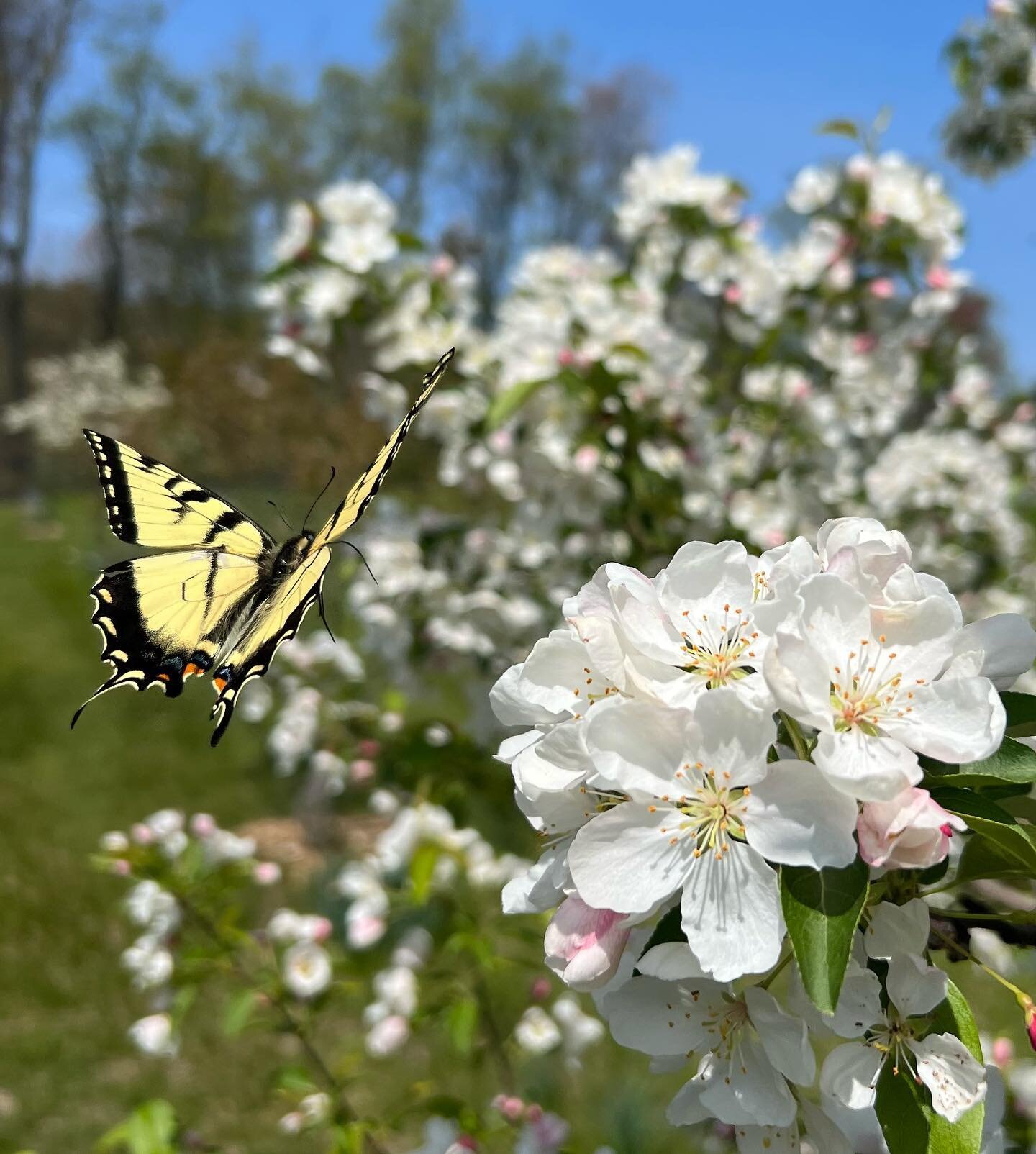 Pollinators come in all shapes and sizes! Caught this beautiful swallowtail butterfly in the orchard today #diversityisbeautiful 🦋
.
.
.
#holisticorchard #petnat #naturalwine #drycider #cider #finecider #craftcider #icecider #macider #harvestcider #