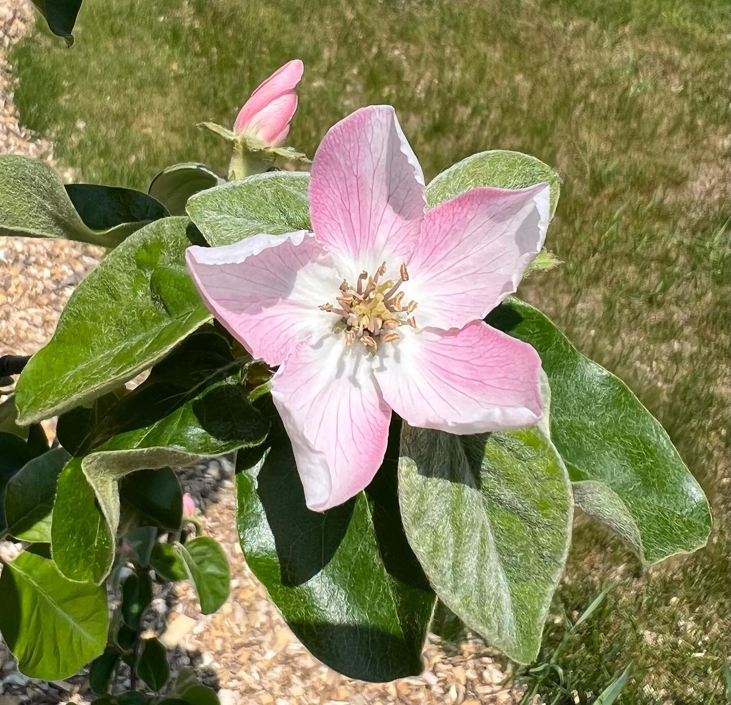 Aromatnaya Quince in full bloom at the home orchard. I planted this and Smyrna Quince the same year, the Smyrna got fireblight that first year (but survived), this Aromatnaya (a hearty Russian variety) never got it and is flourishing so I planted a f
