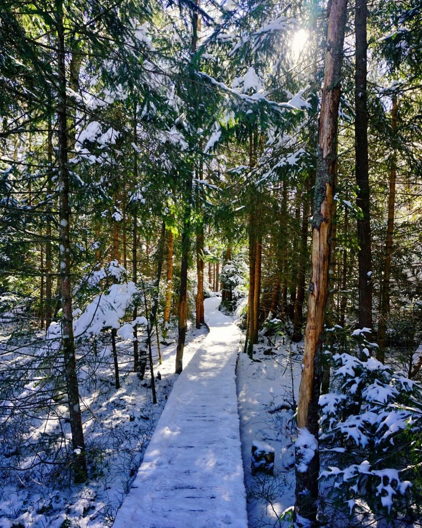 I don&rsquo;t know where I&rsquo;m going but I&rsquo;m on my way.
.
.
#winter #winterwonderland #woods #trees #forest #tree_magic #path #walkinthewoods #walk #sunday #breathe #peaceofmind #silence #sunshine #bavaria #murnauermoos #magical #snow #mood