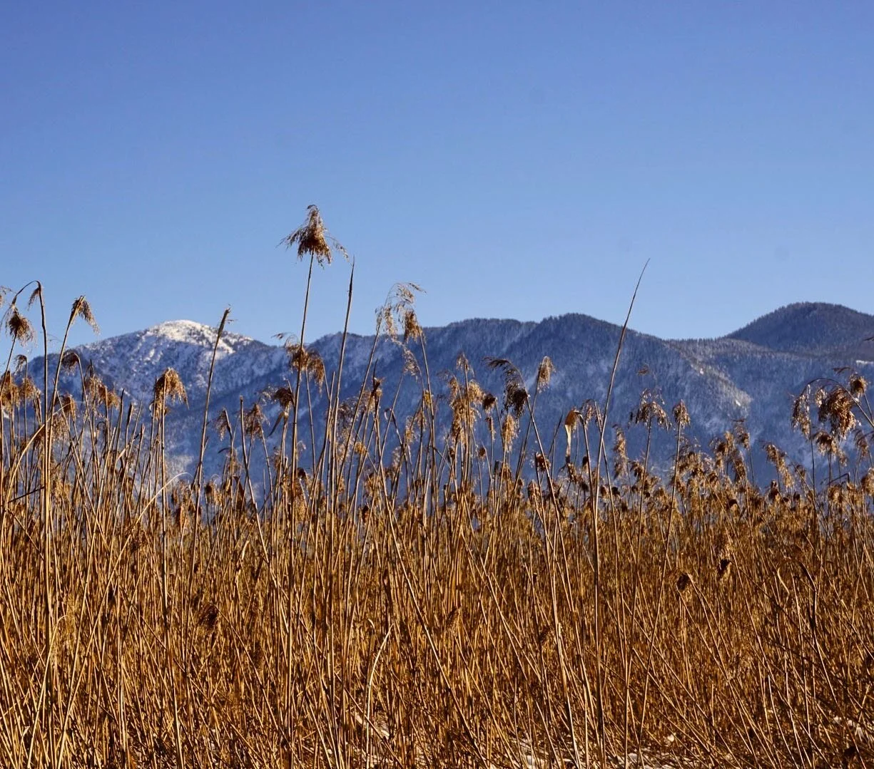 Faith can move mountains, said the believer.
I like them where they are, said the atheist. 
.
.
#alps #mountains #skyline #naturephotography #naturelovers #reed #moss #alpine #wilderness #colours #sunnyday #yesterday #breathe #view #murnauermoos #wal