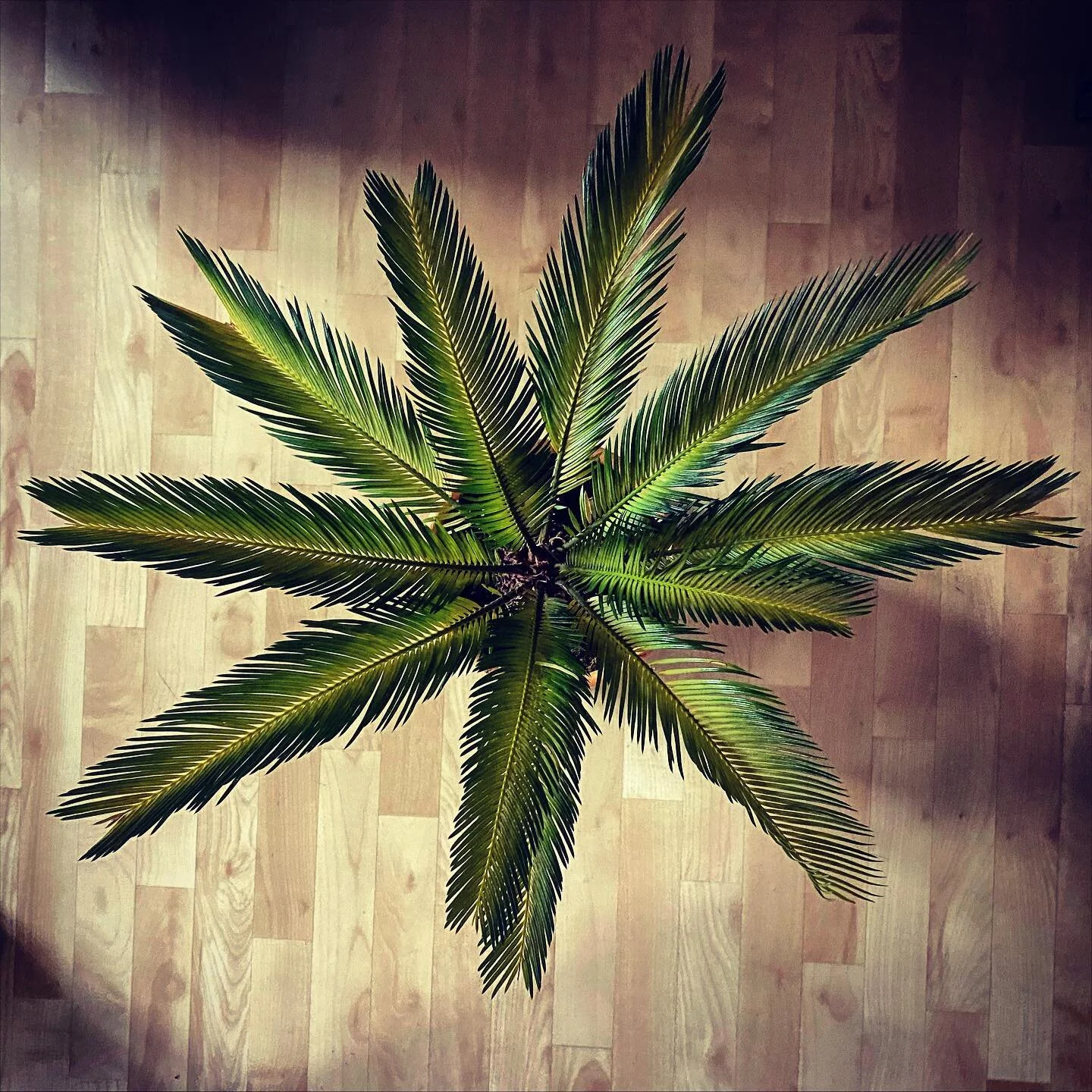 Greenspiration.
.
.
#palmtree #oldlady #greenhouse #branches #lookingdown #birdview #perfection #pattern #naturephotography #houseplants #houseplantclub #plantsmakepeoplehappy #moodbooster #plantparenthood #urbanjungle #round #urbanjunglebloggers #li