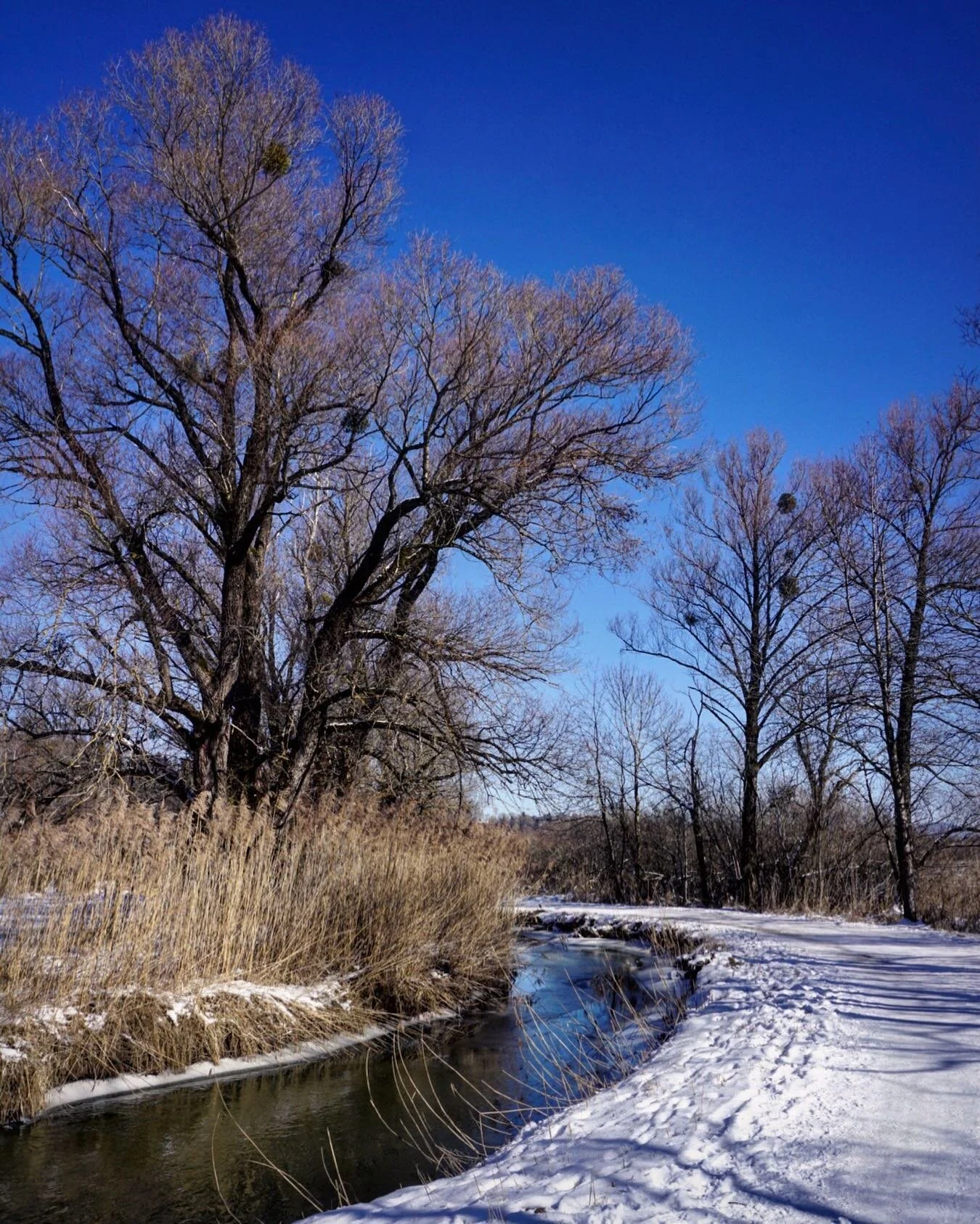 Flatten the curve.
.
.
#flattenthecurve #bluesky #hiking #timeout #winter #winterwonderland #peaceful #snow #trail #tree_magic #winterdays #murnauermoos #tbt #tb #creek #reed #thegreatoutdoors #outsideisfree #bavaria #naturephotography #naturelovers 