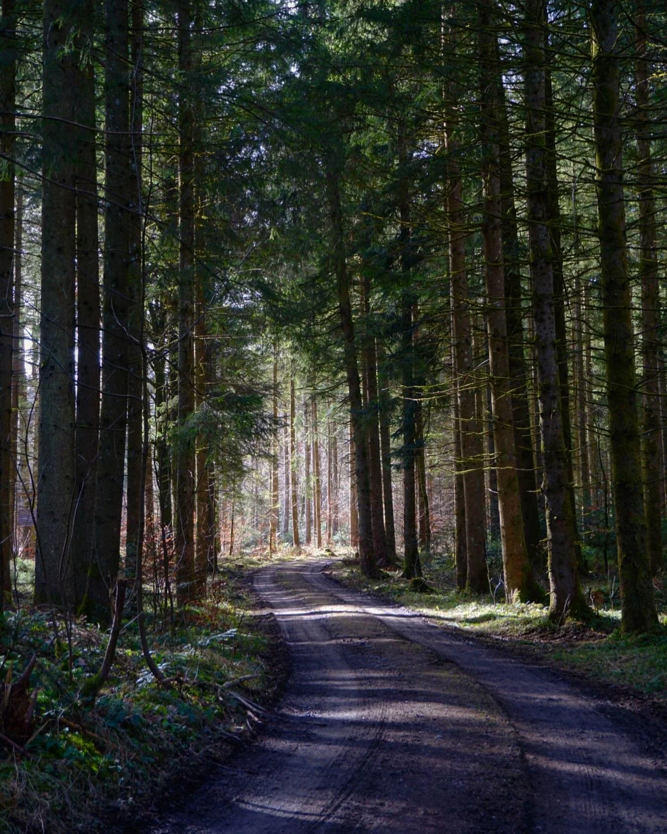 No one. 
.
.
#forest #forestphotography #hike #glade #woods #intothewoods #breathe #trees #tree_magic #tree_captures #naturephotography #road #sunnyday #solitude #wald #waldeinsamkeit #nature_perfection #bavaria #holzkirchen #wanderlust #walkinginthe