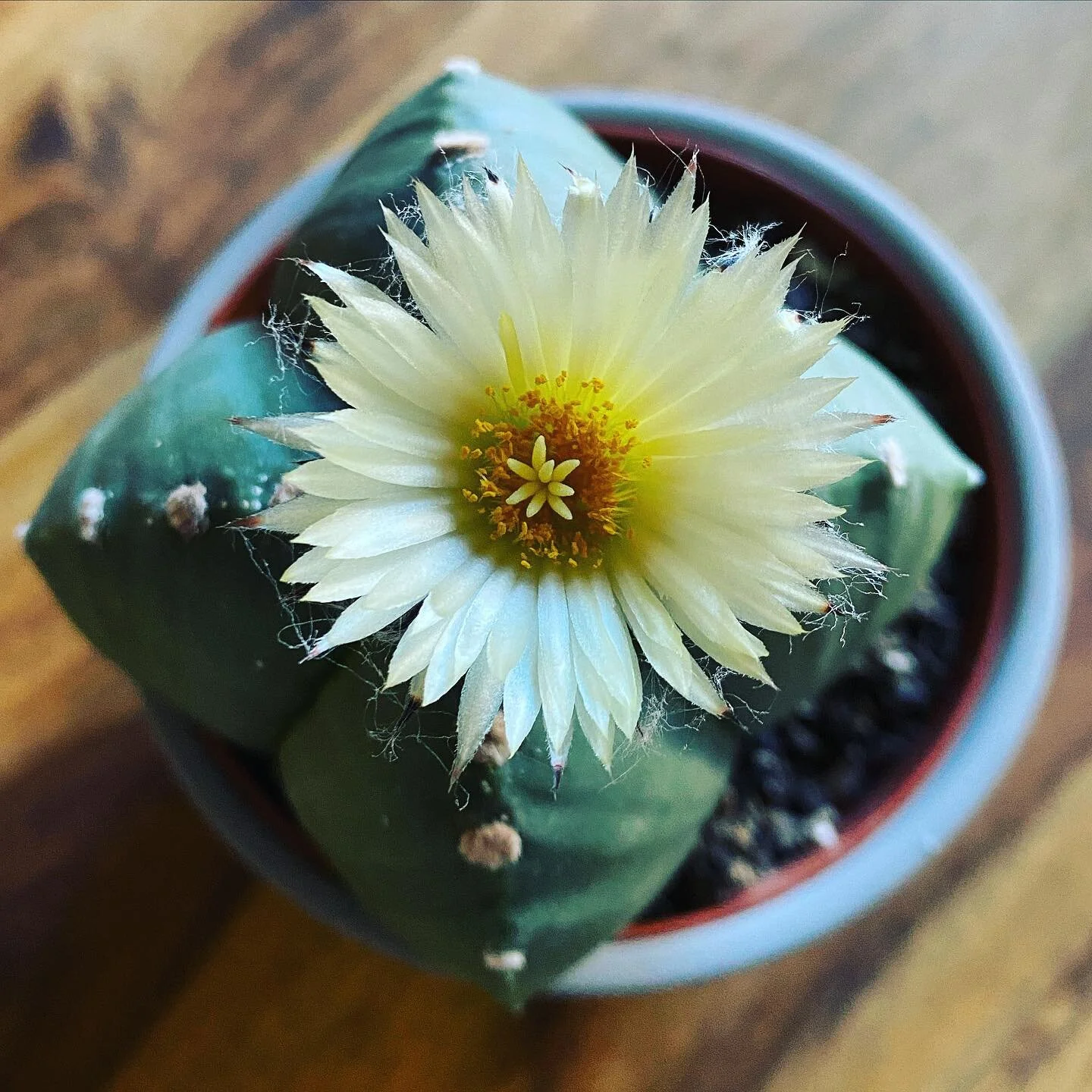 The best morning.
.
.
#hi #astrophytum #cactus #cactuslover #cactusclub #cactusflower #cacti #bloom #blossom #petals #springiscoming #moodbooster #plantsmakepeoplehappy #plantporn #plantparenthood #urbanjungle #naturephotography #nature_perfection #g