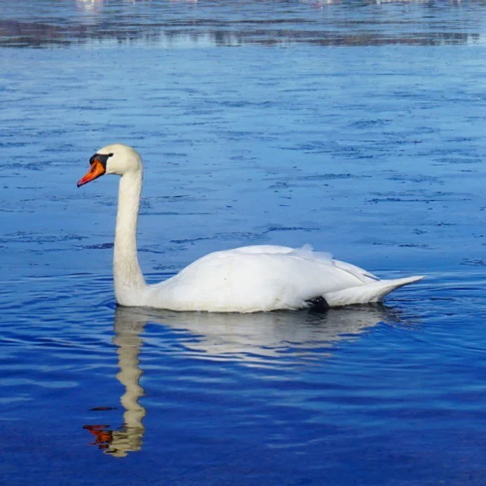 You are not alone.
.
.
#chiemsee #tb #swan #swanlake #mirrorpic #bluewater #lakeview #lakelife #animalphotography #swim #lakeside #bavaria #peaceofmind #swanqueen #naturephotography #nature_perfection #naturelovers #whiteswan #reflection #nofilter #c