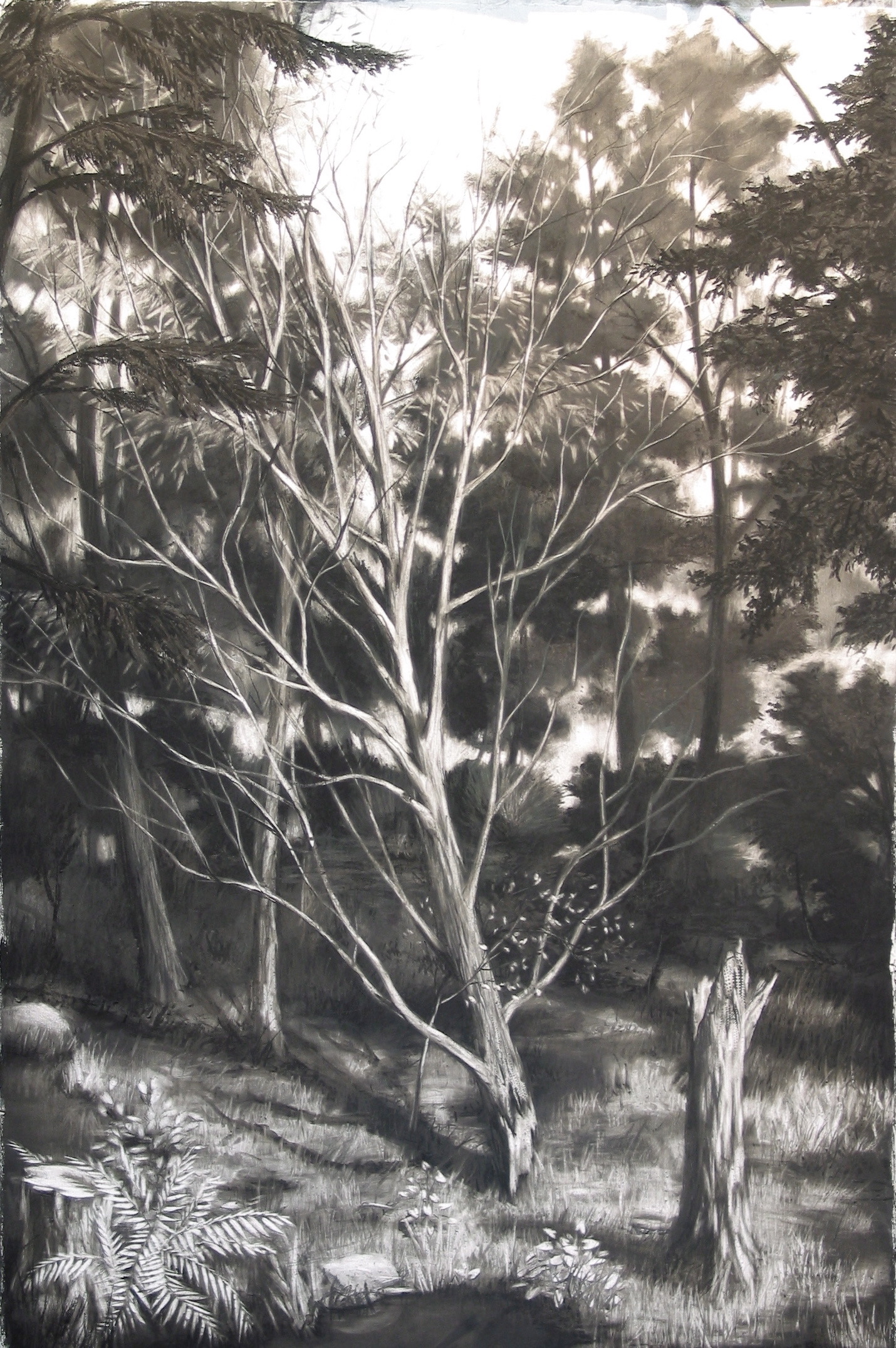    Fallen Tree  ,&nbsp; 2005  charcoal  66 x 42 in.       