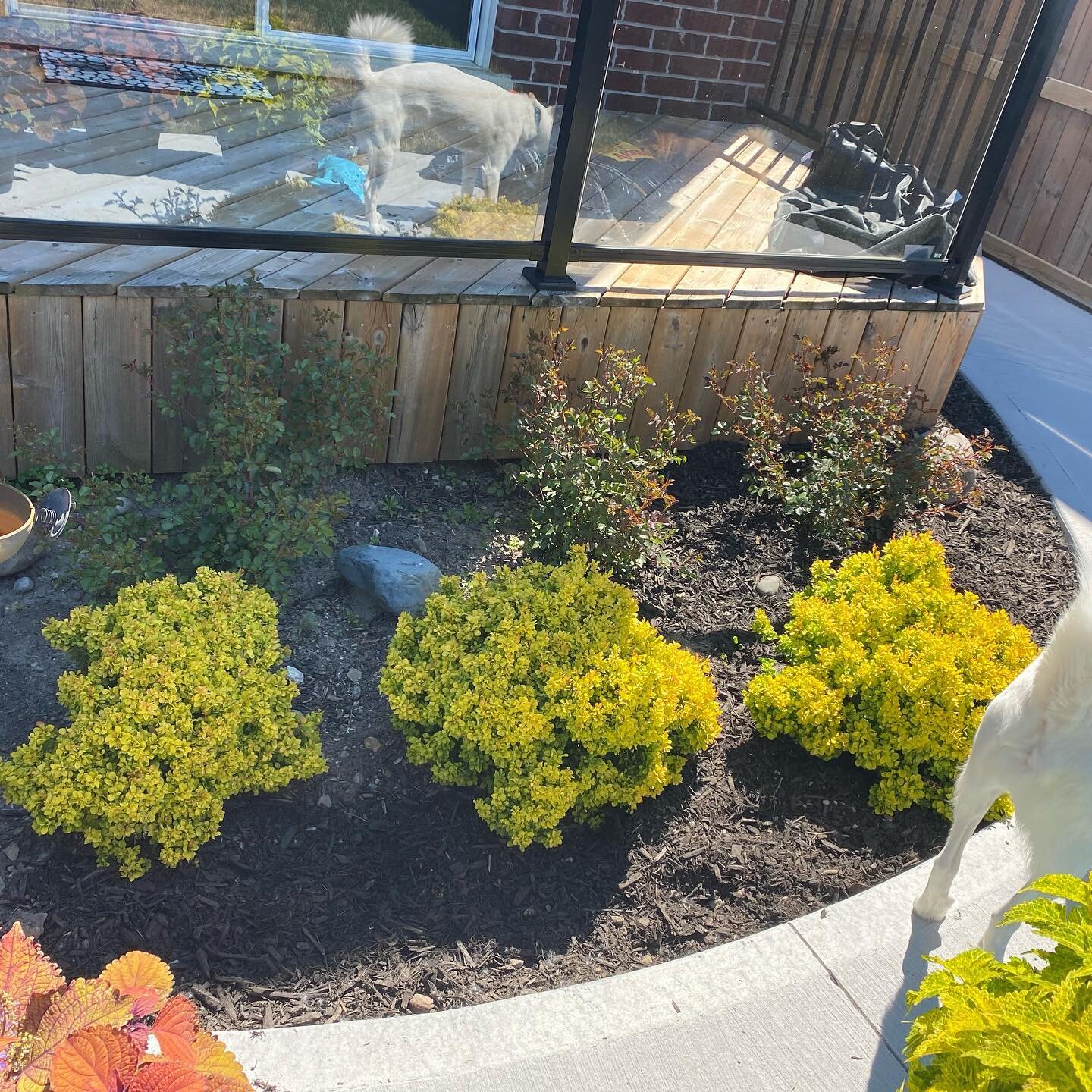 Fuck yeah Gardening! Before and after lol, let&rsquo;s see how they grow in