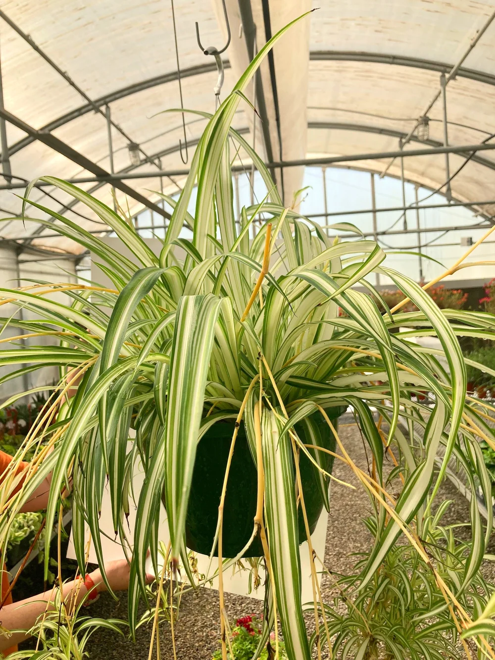 Spider Plant  A New Leaf
