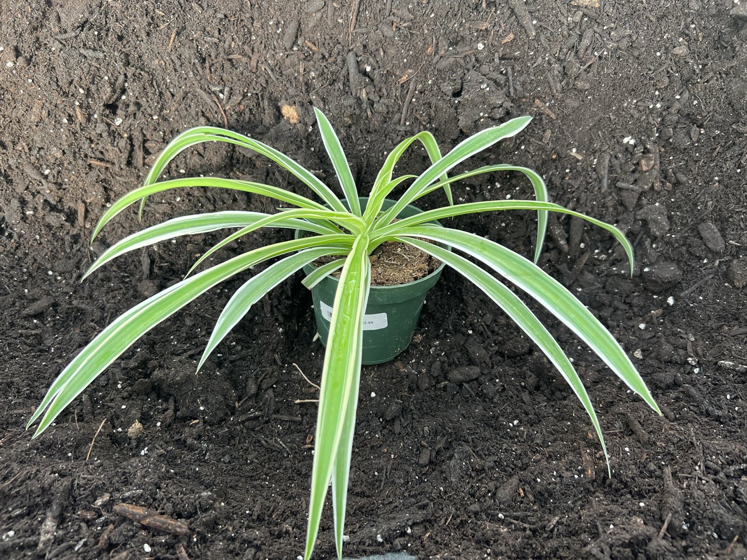 Spider Plant — Lakewood Plant Company